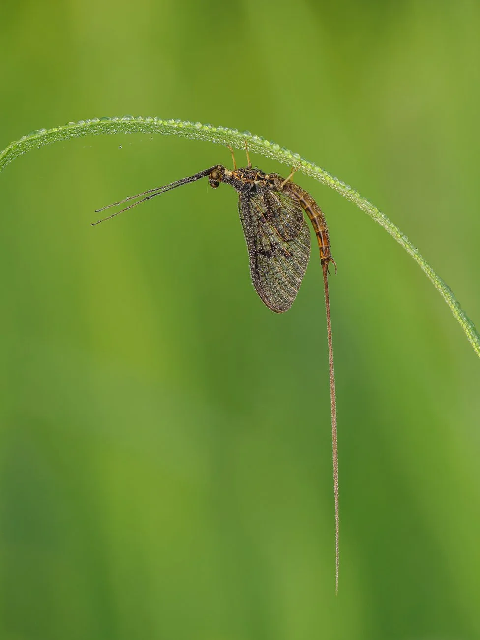 A mayfly roosting under a blade of grass
