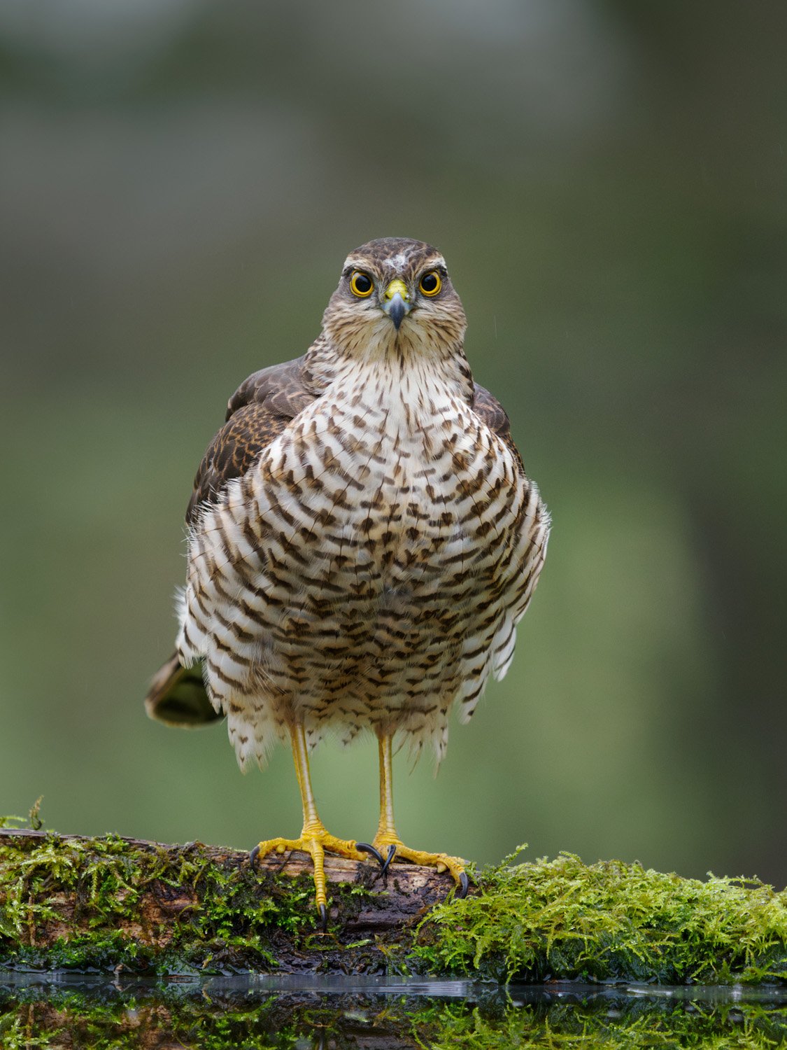 A female sparrowhawk