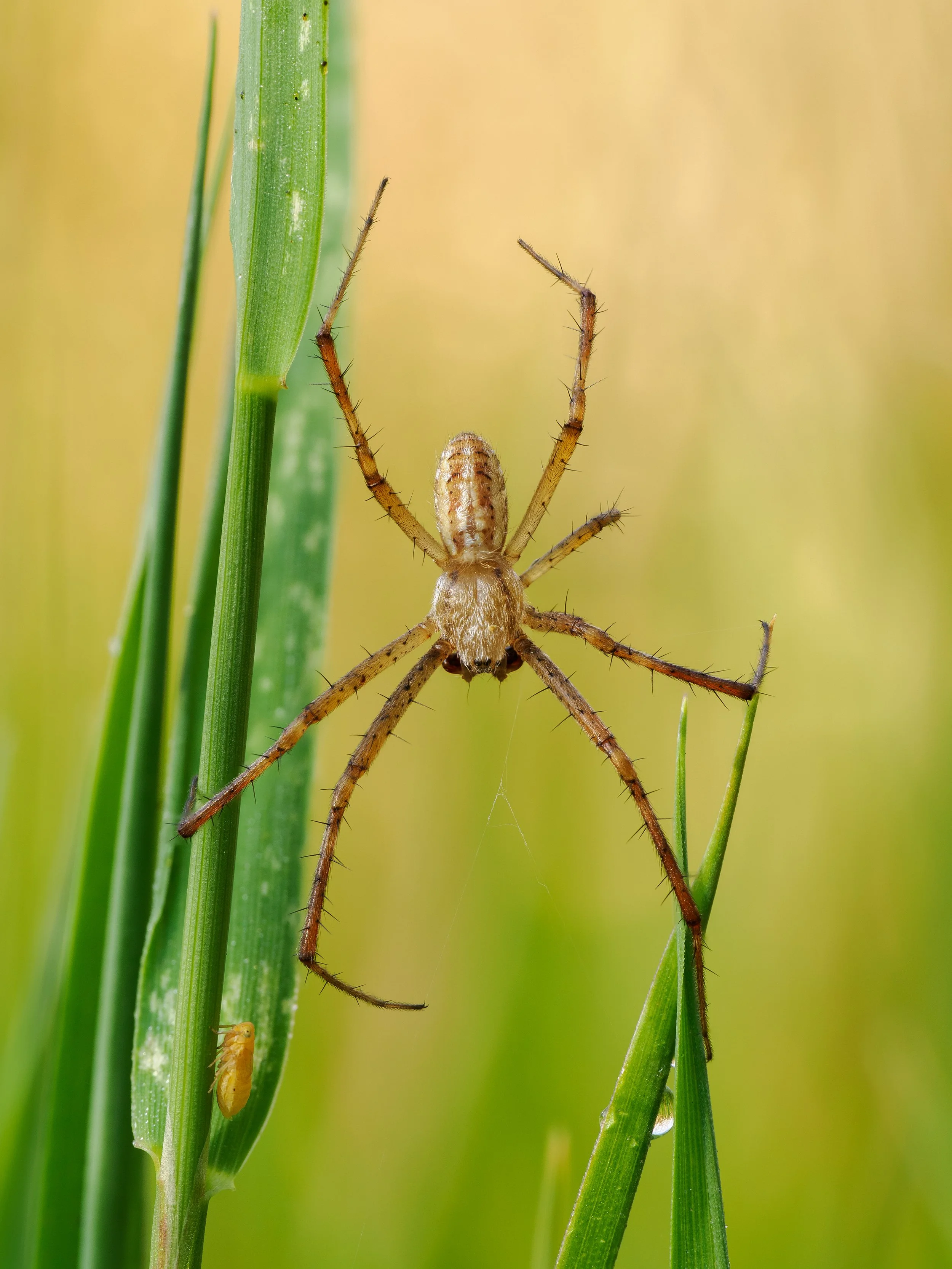 This male was waiting close to a female