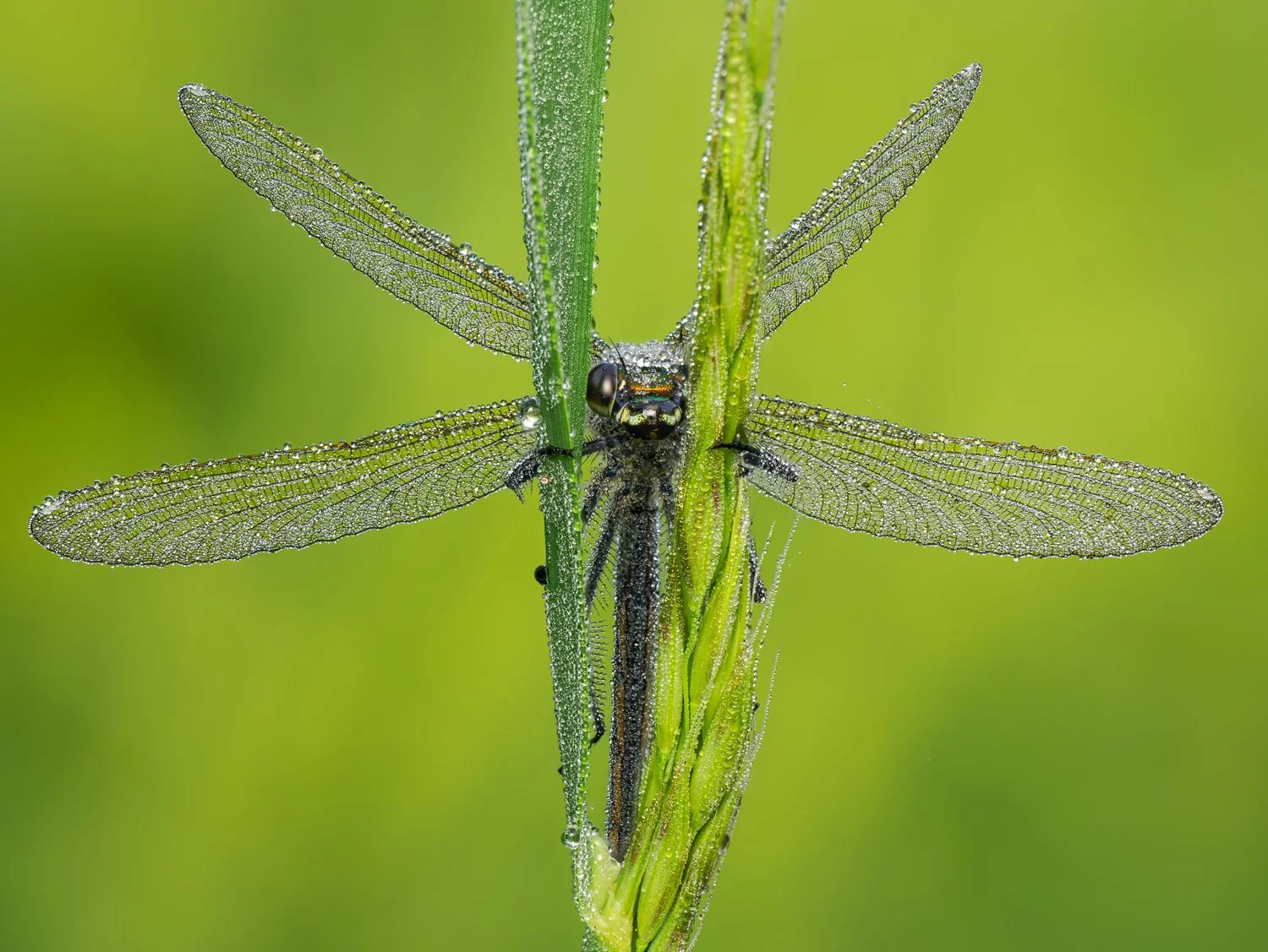 A dew-covered female banded demoiselle