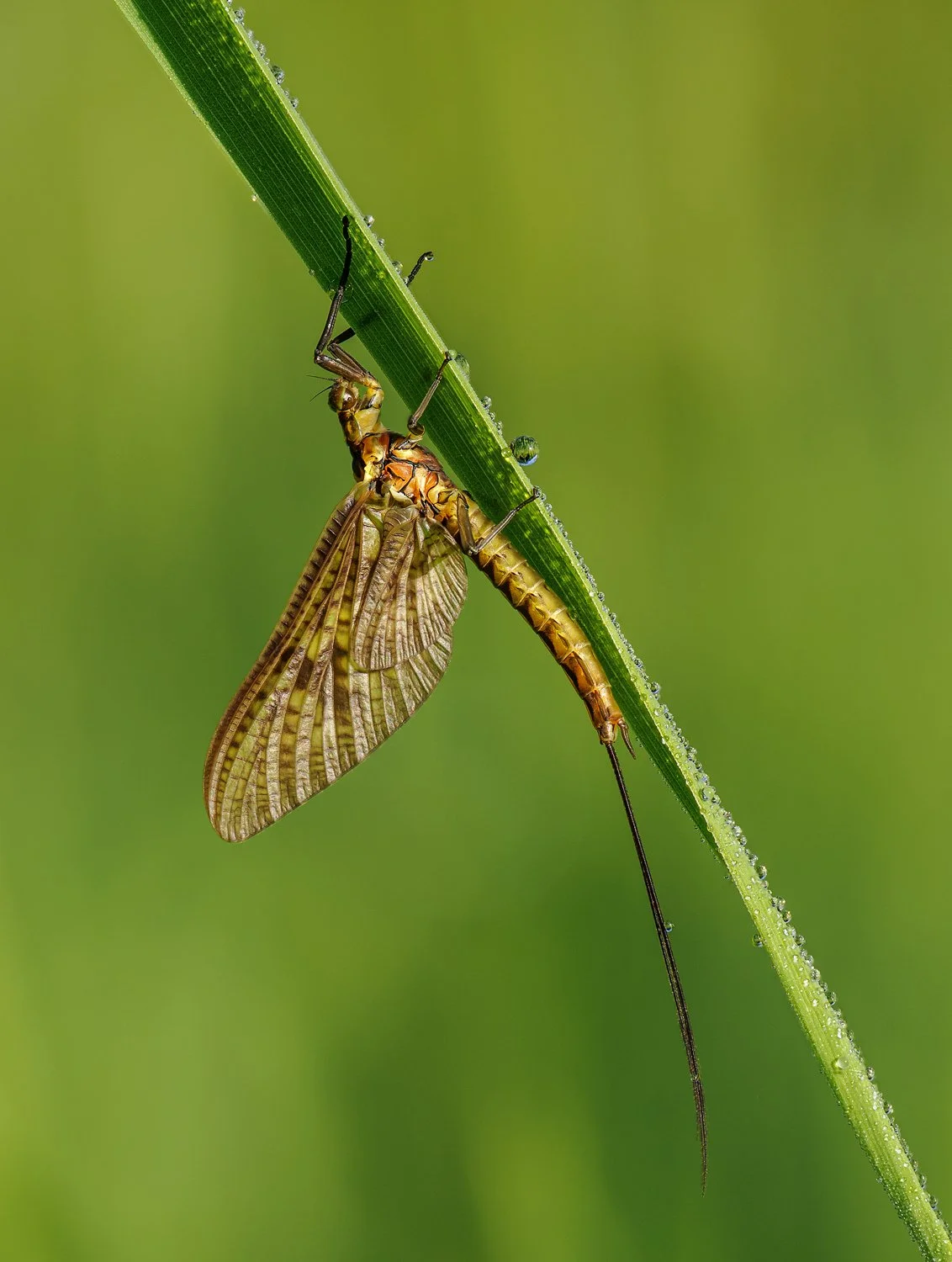 Green Drake Mayfly.jpg