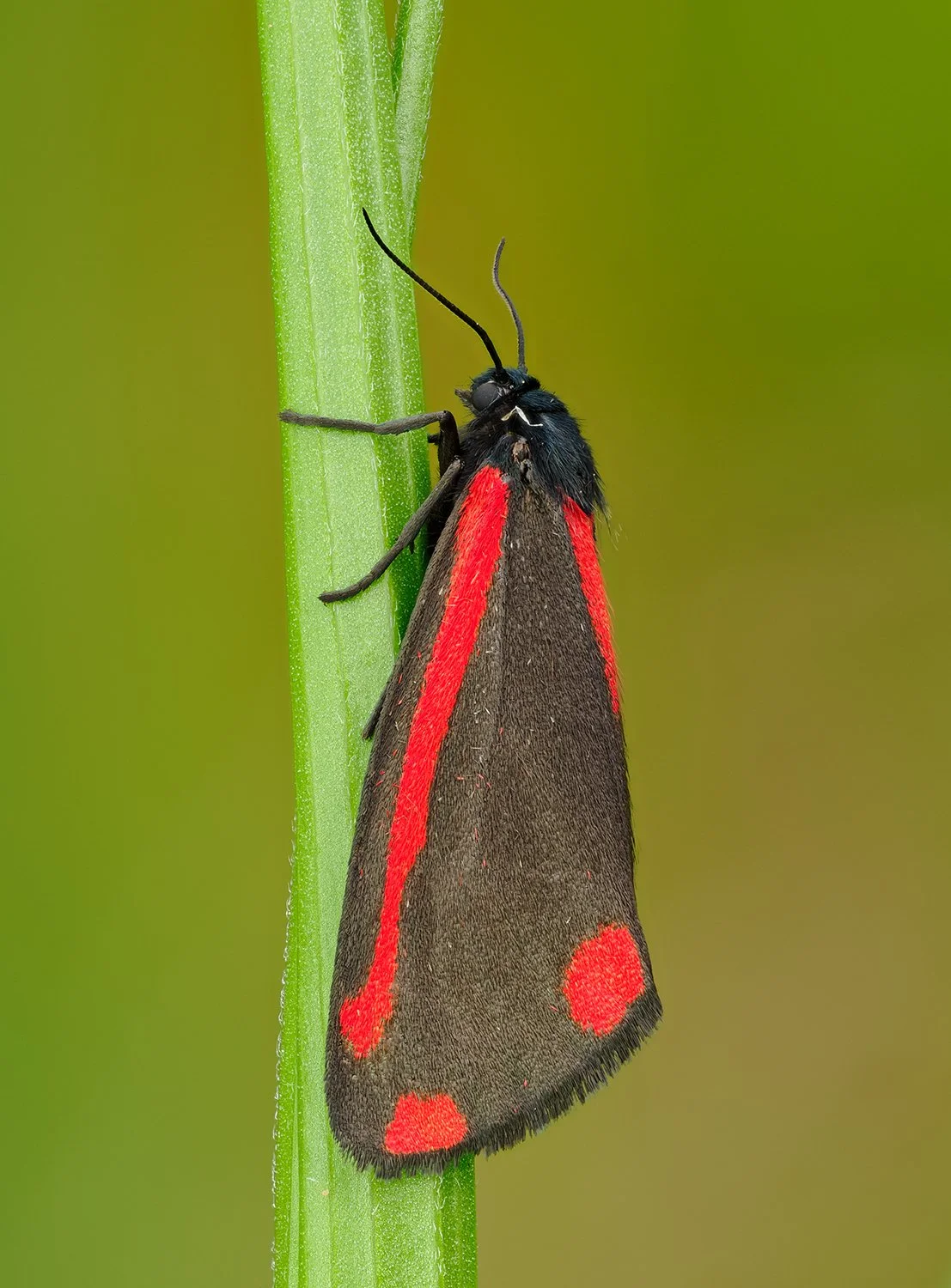 Cinnabar moth.jpg