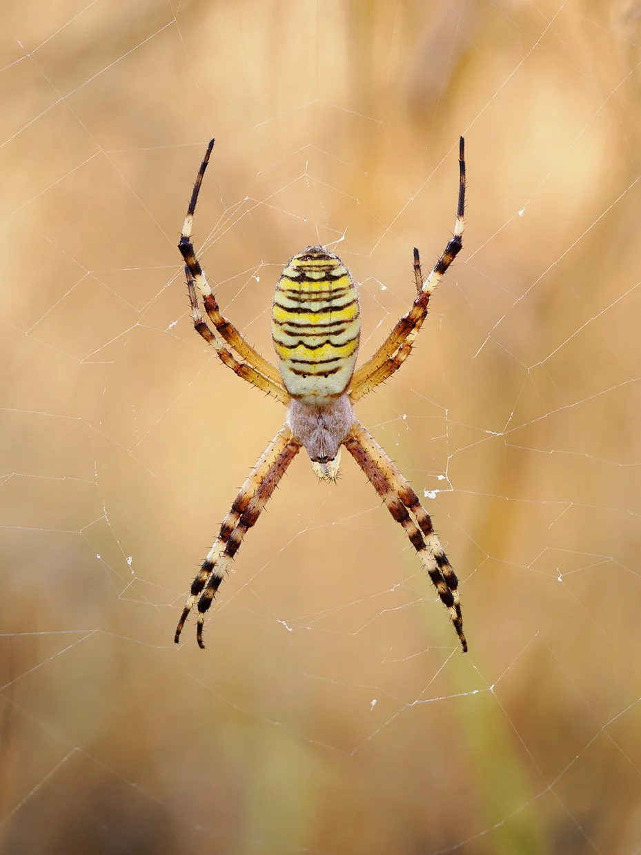 A 15 image stack gave a nice clean background