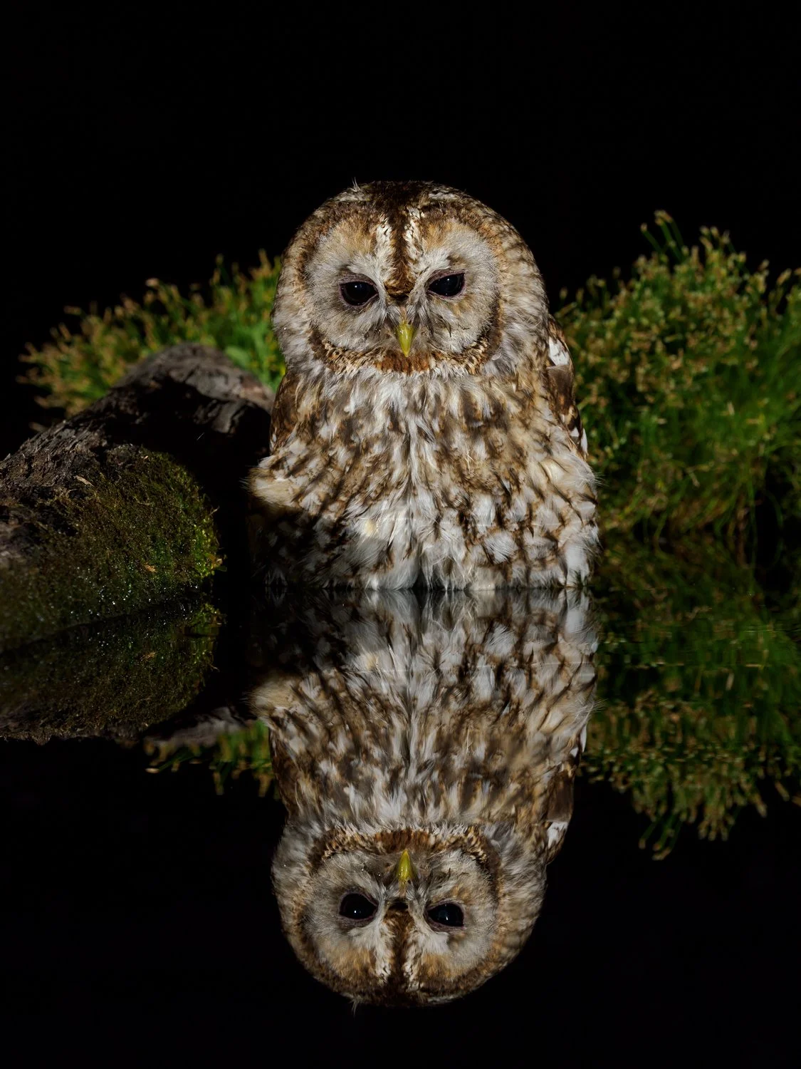 A tawny owl standing in water