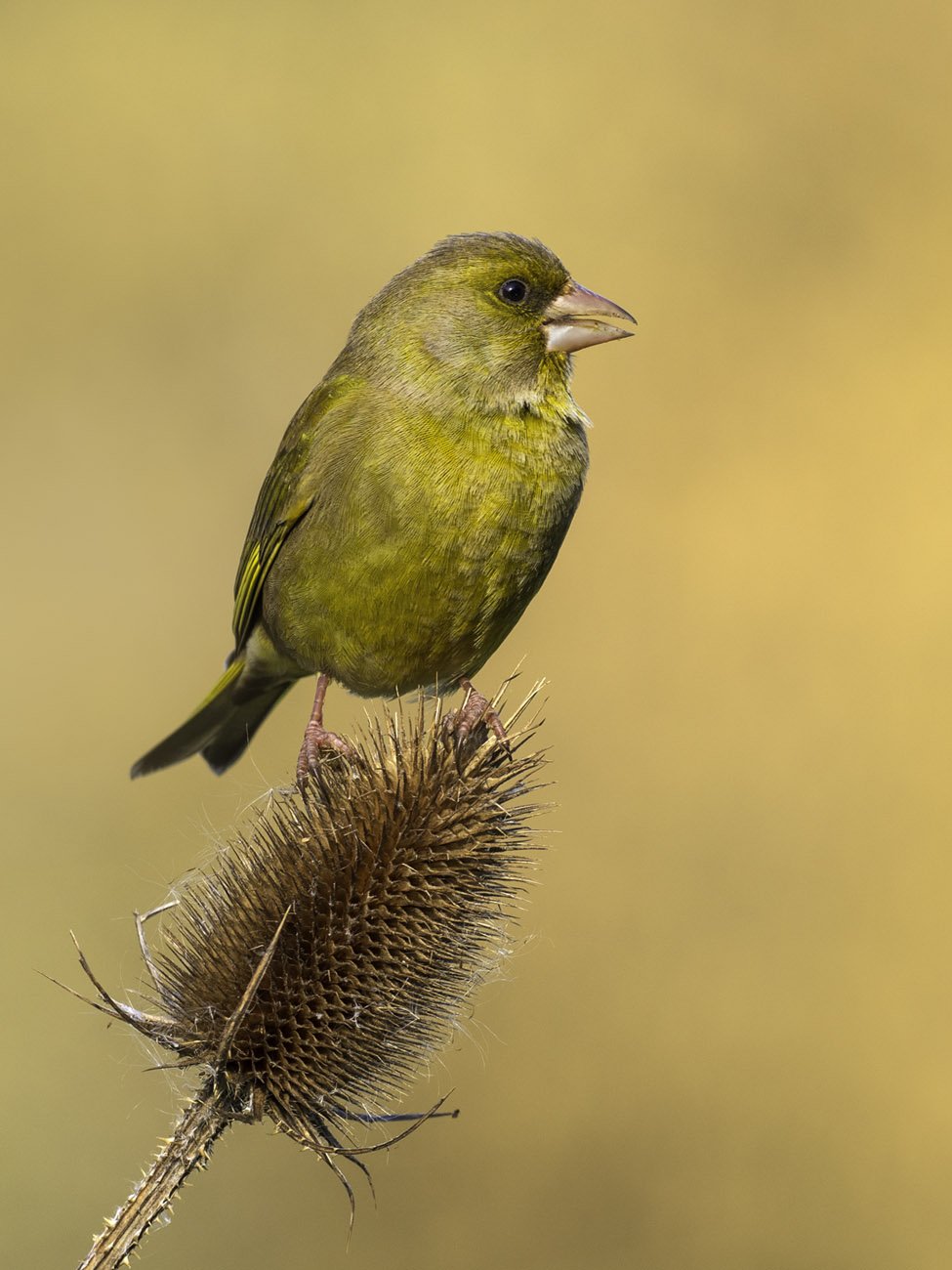 A male greenfinch perched on a teasel head