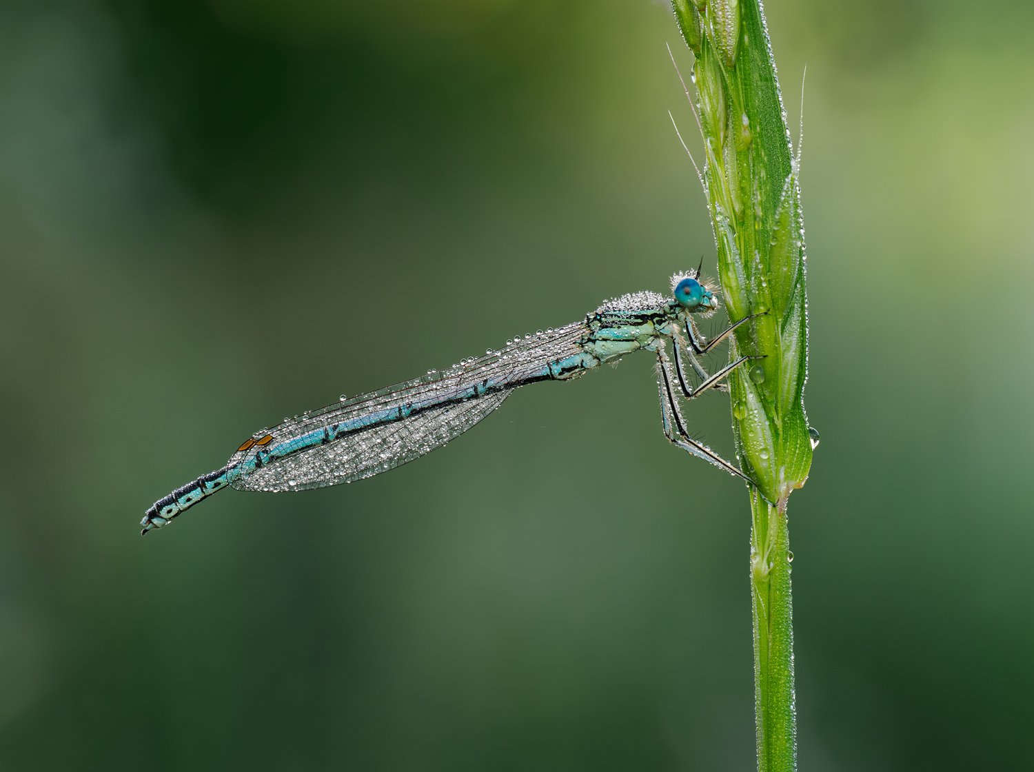A male white-legged damselfly