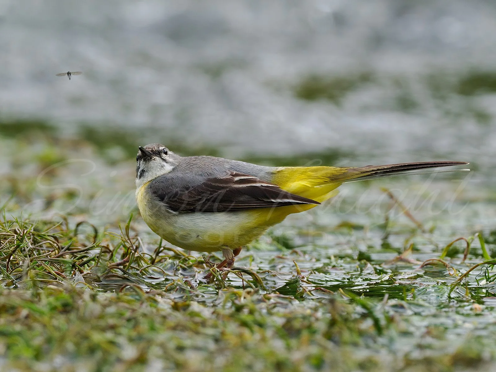 A grey wagtail stood on a river looking at a fly.