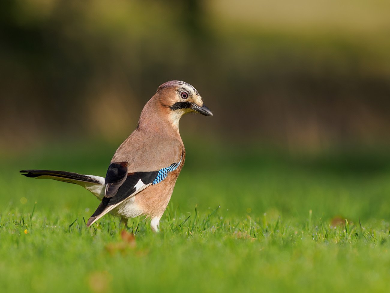 A jay stood in short grass