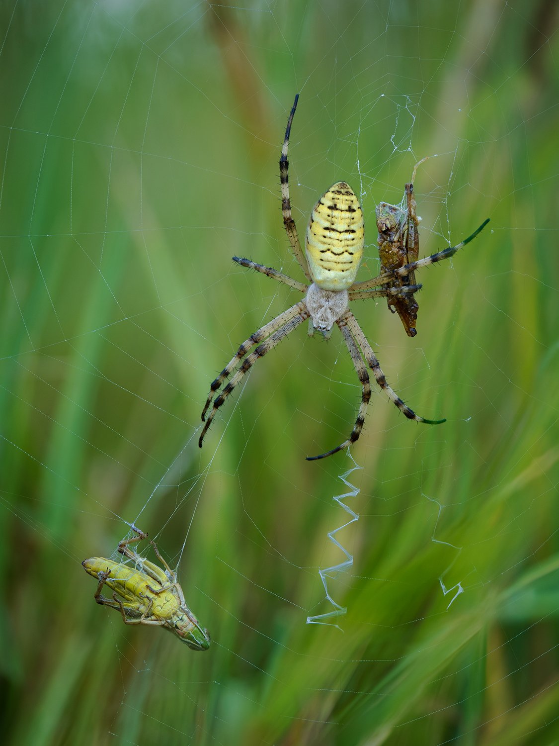A not yet fully mature female with food reserves