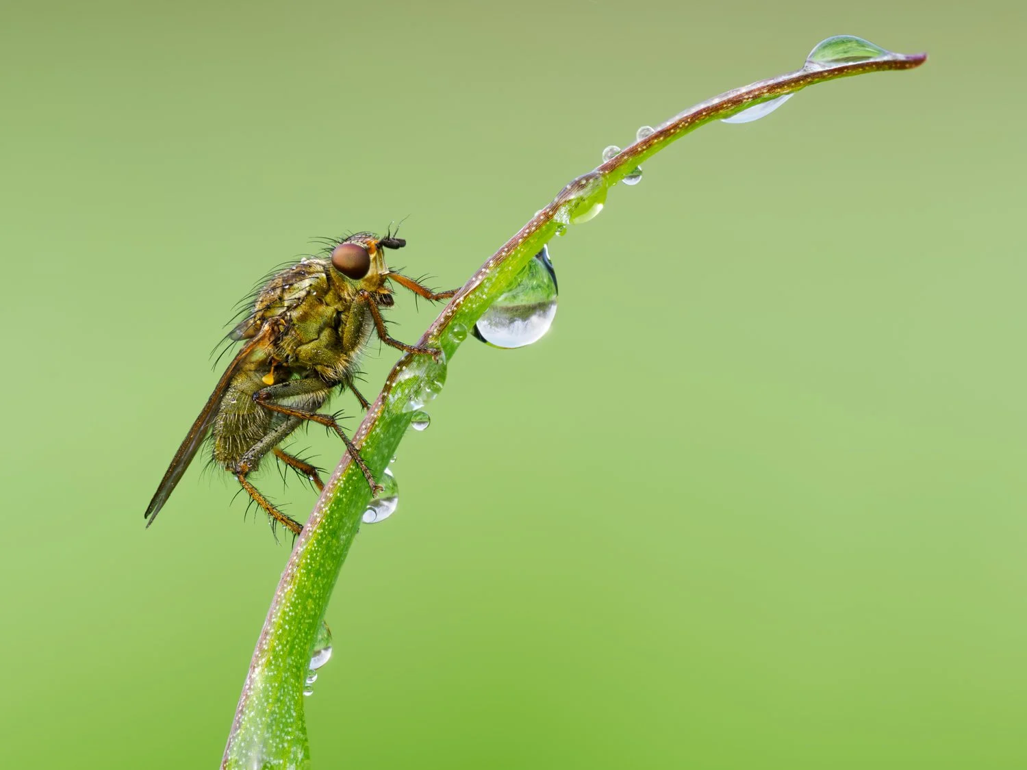 A fly on a dew-covered blade of grass