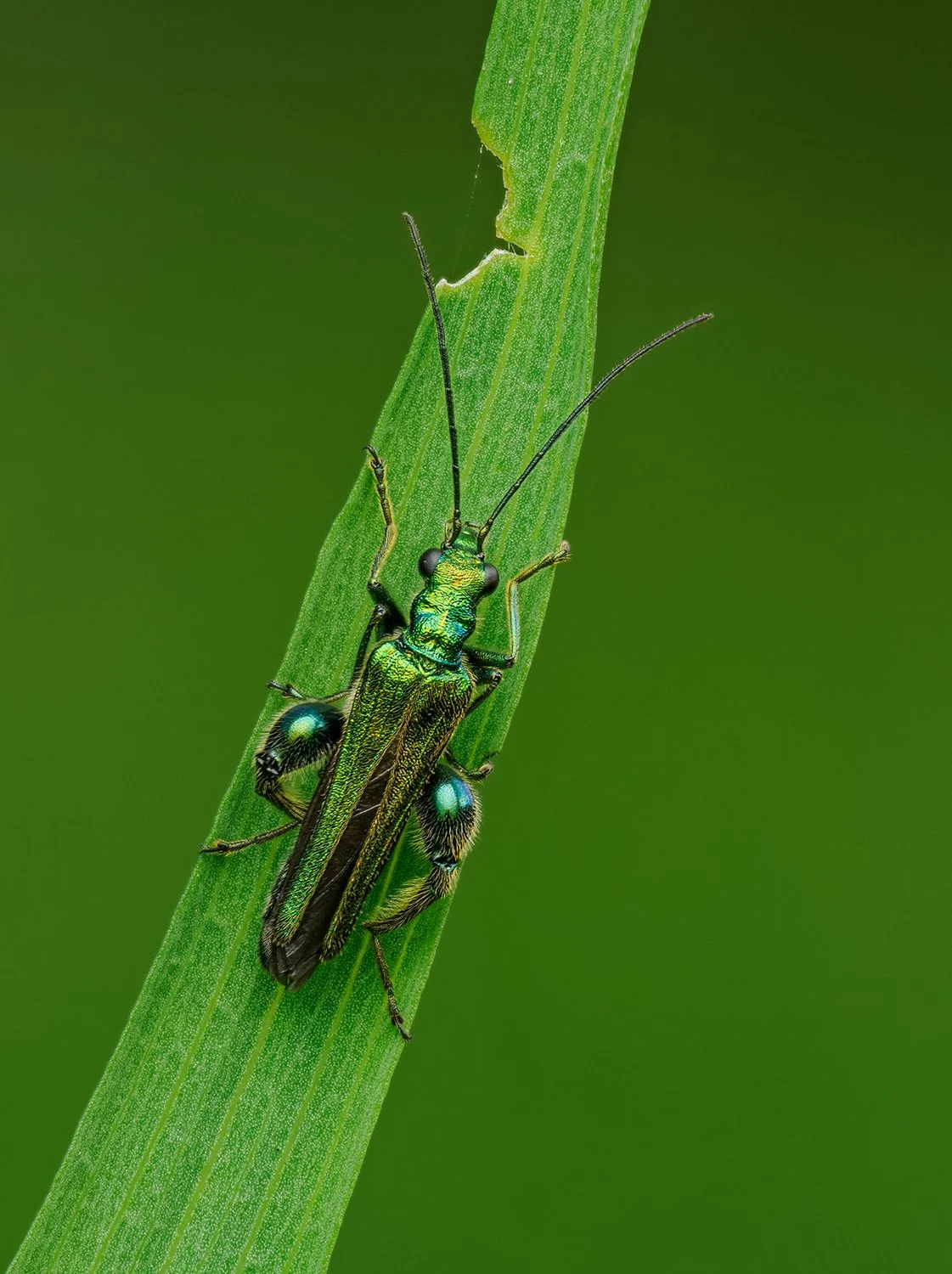 Green beetle.jpg