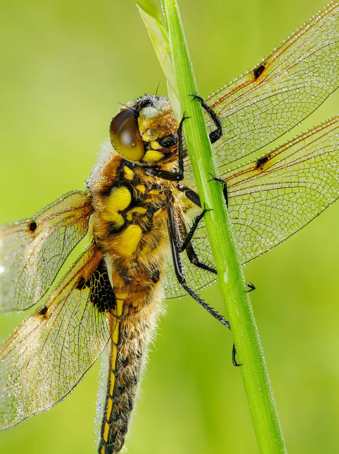 4 spot chaser.jpg