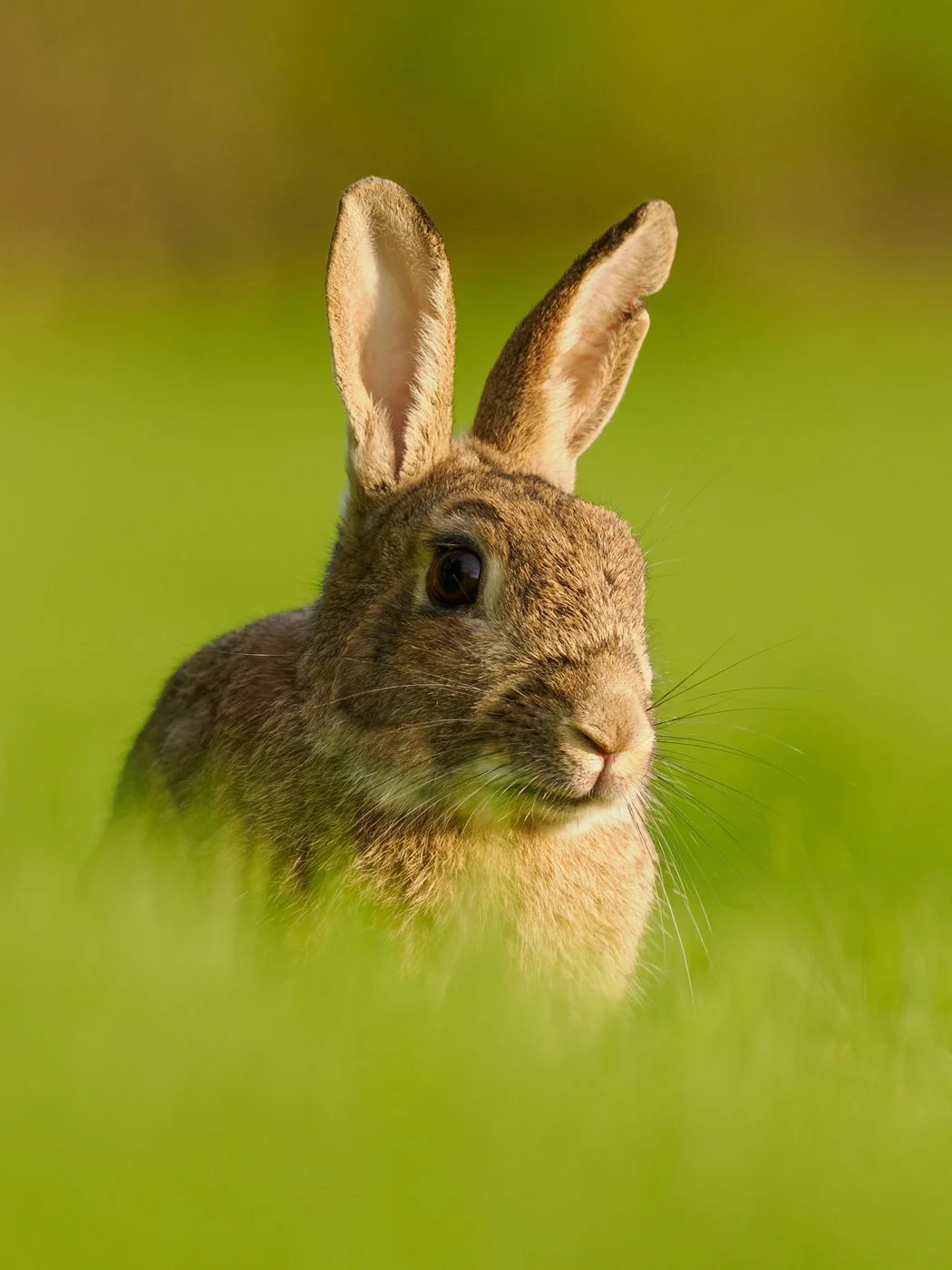A wild rabbit in a field of grass