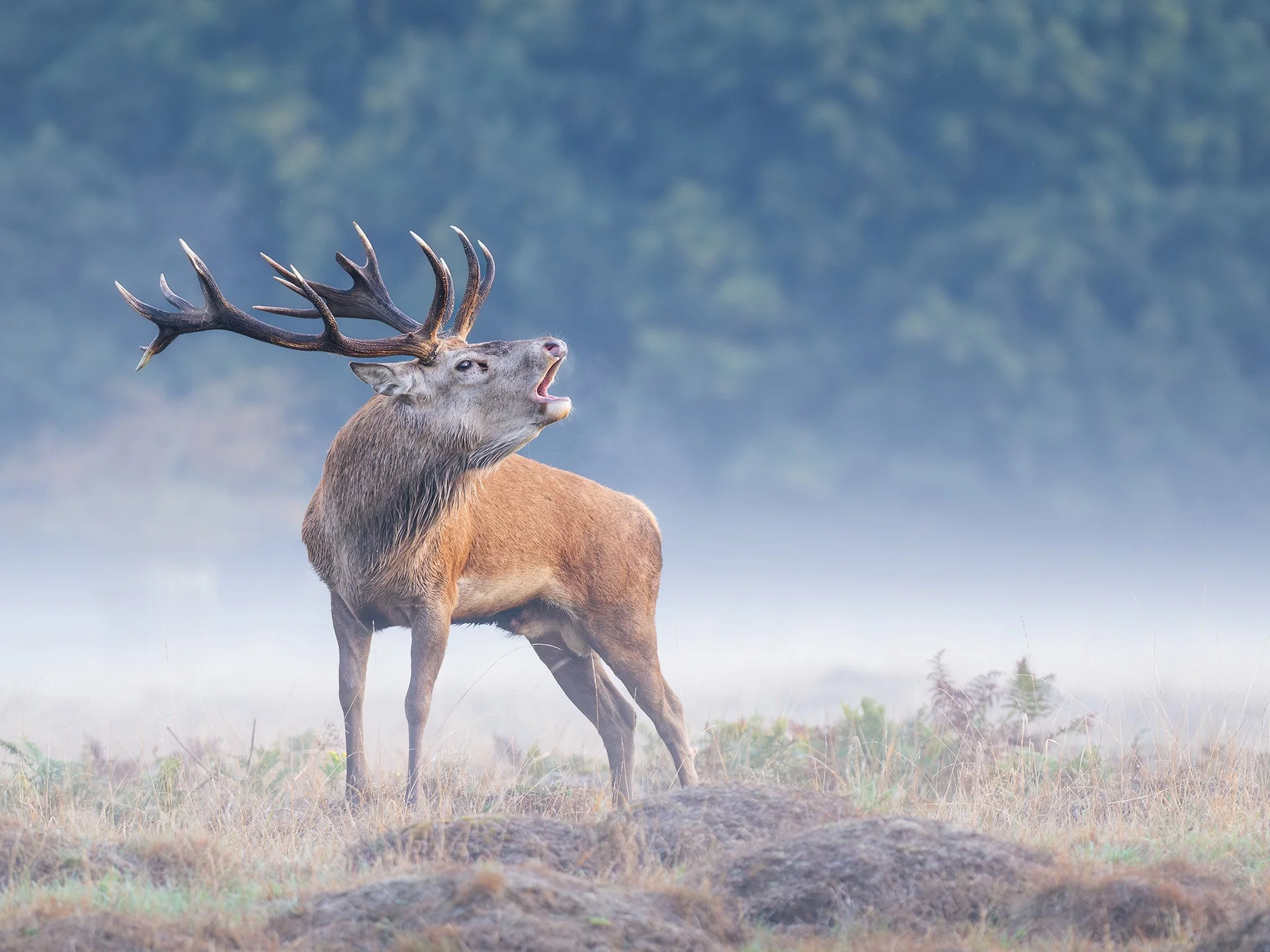 Deer header 2.jpg