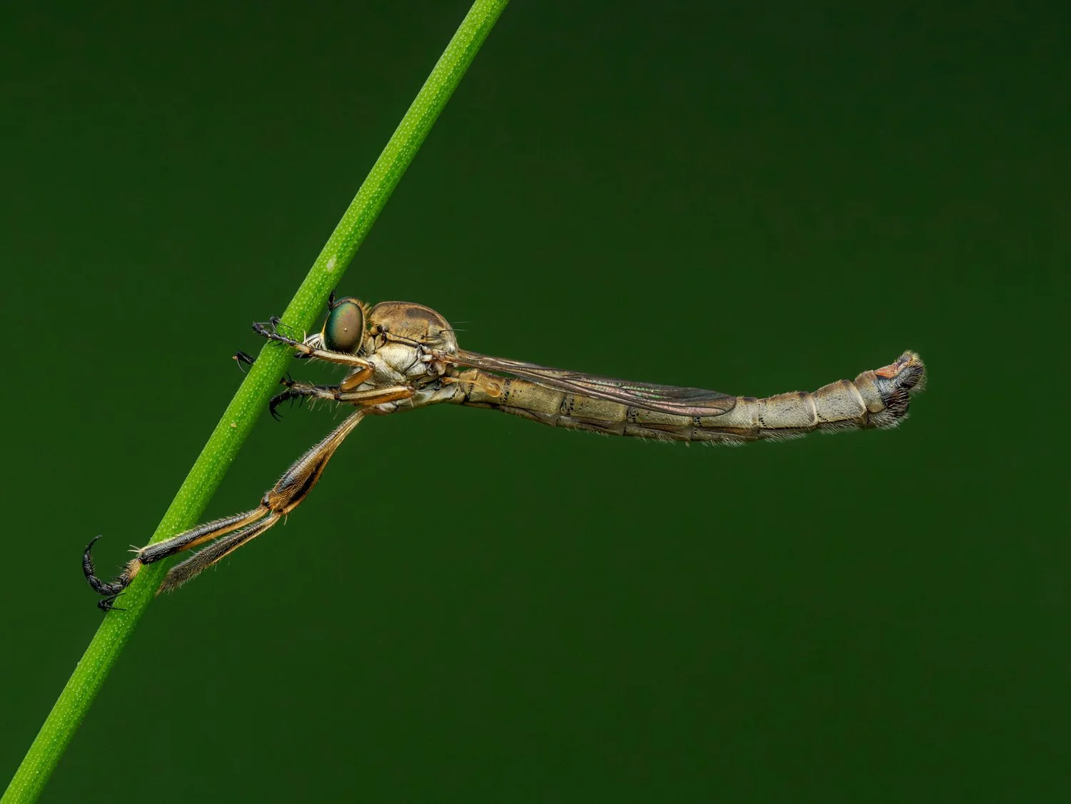 A striped slender robberfly clinging to a grass stem