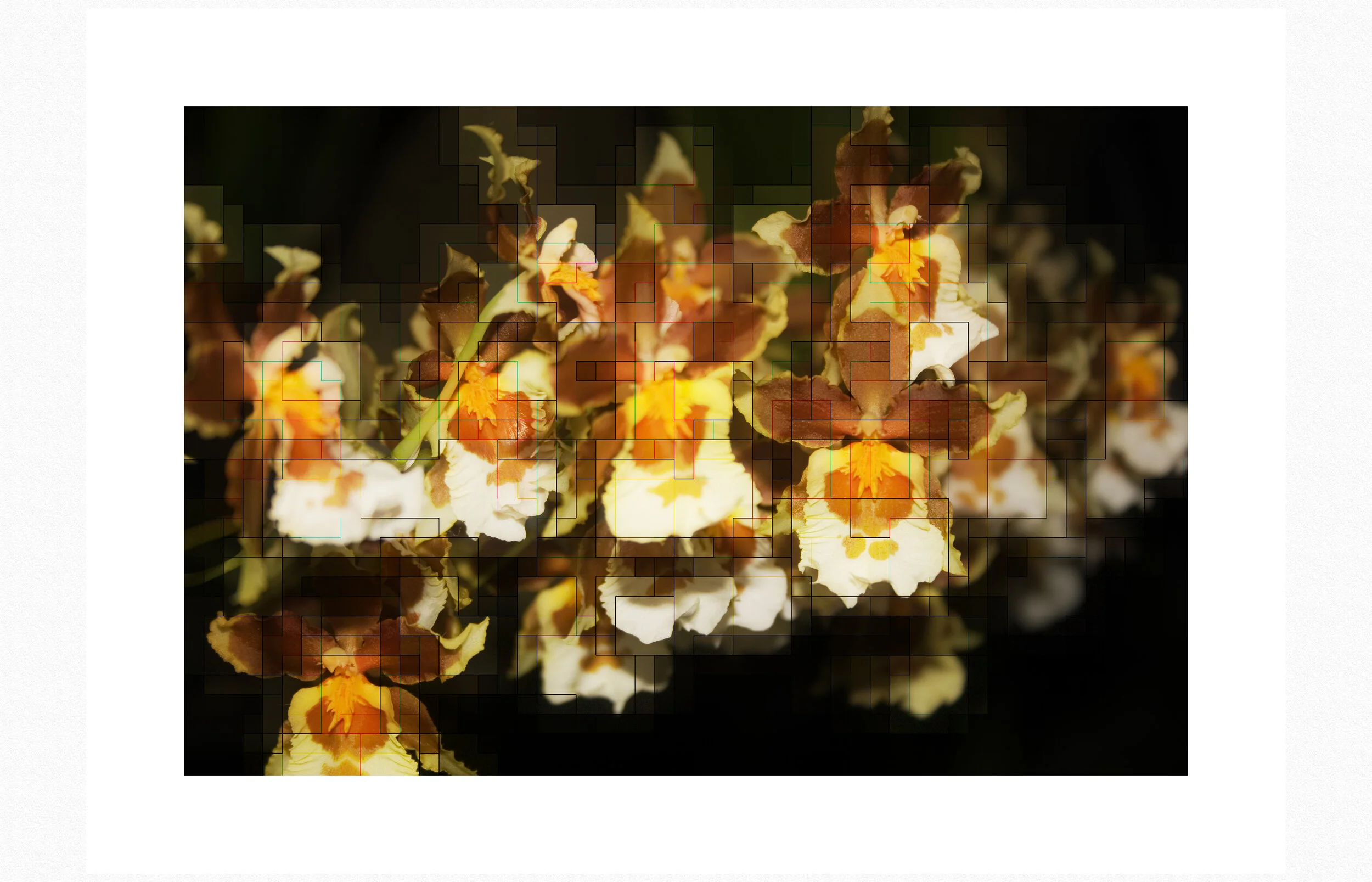 Orchids.jpg