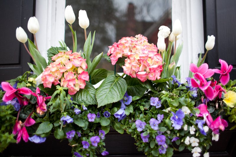 ac-planters-51.JPG