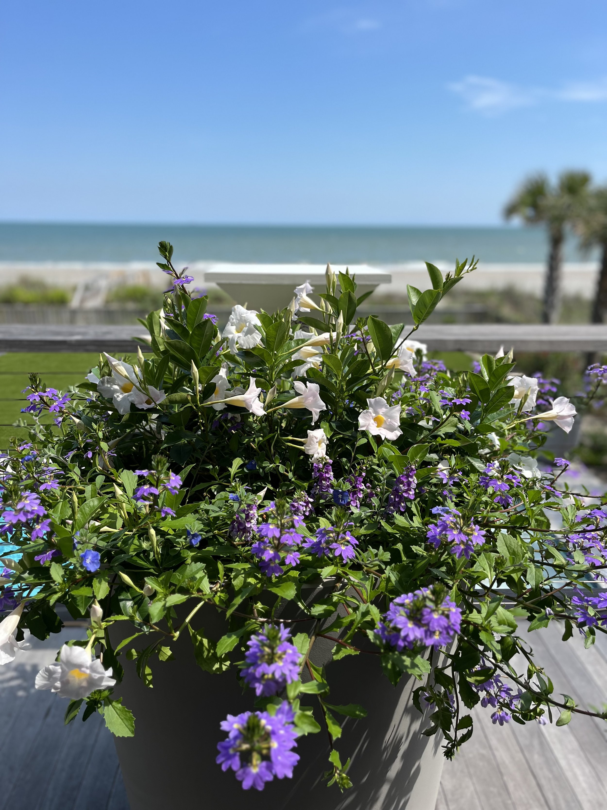 IMG_2444.jpeg