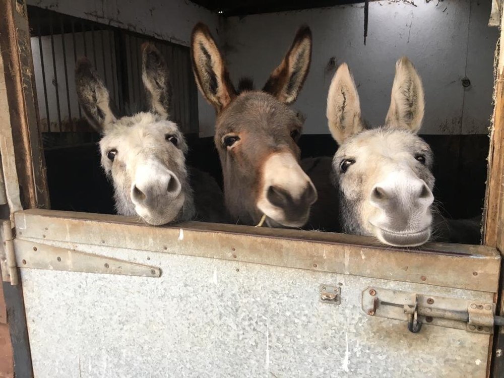 10 fun facts about donkeys picture