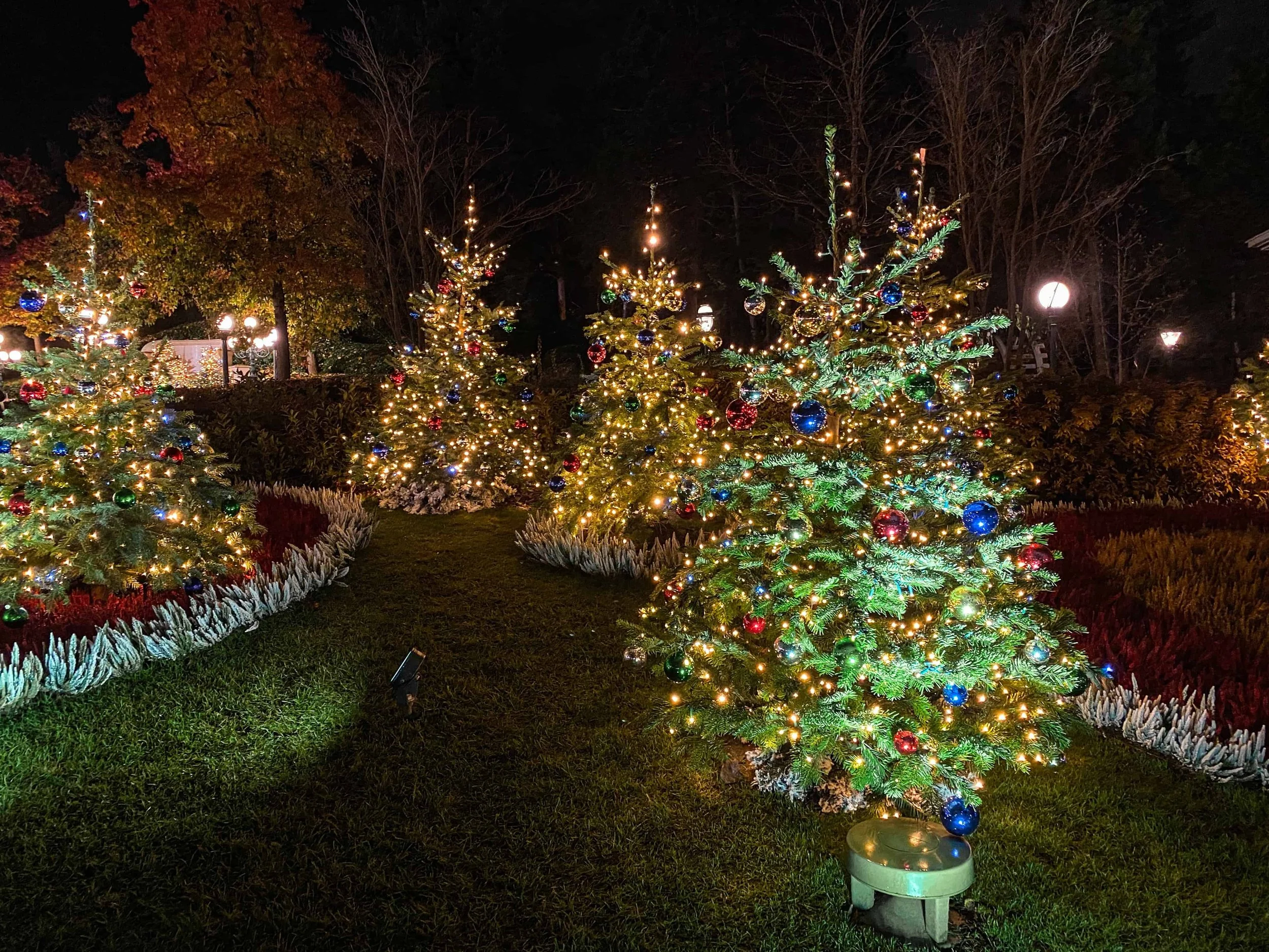 Small Christmas trees with colored ornaments and warm white lights in a garden at Disneyland Paris at night.