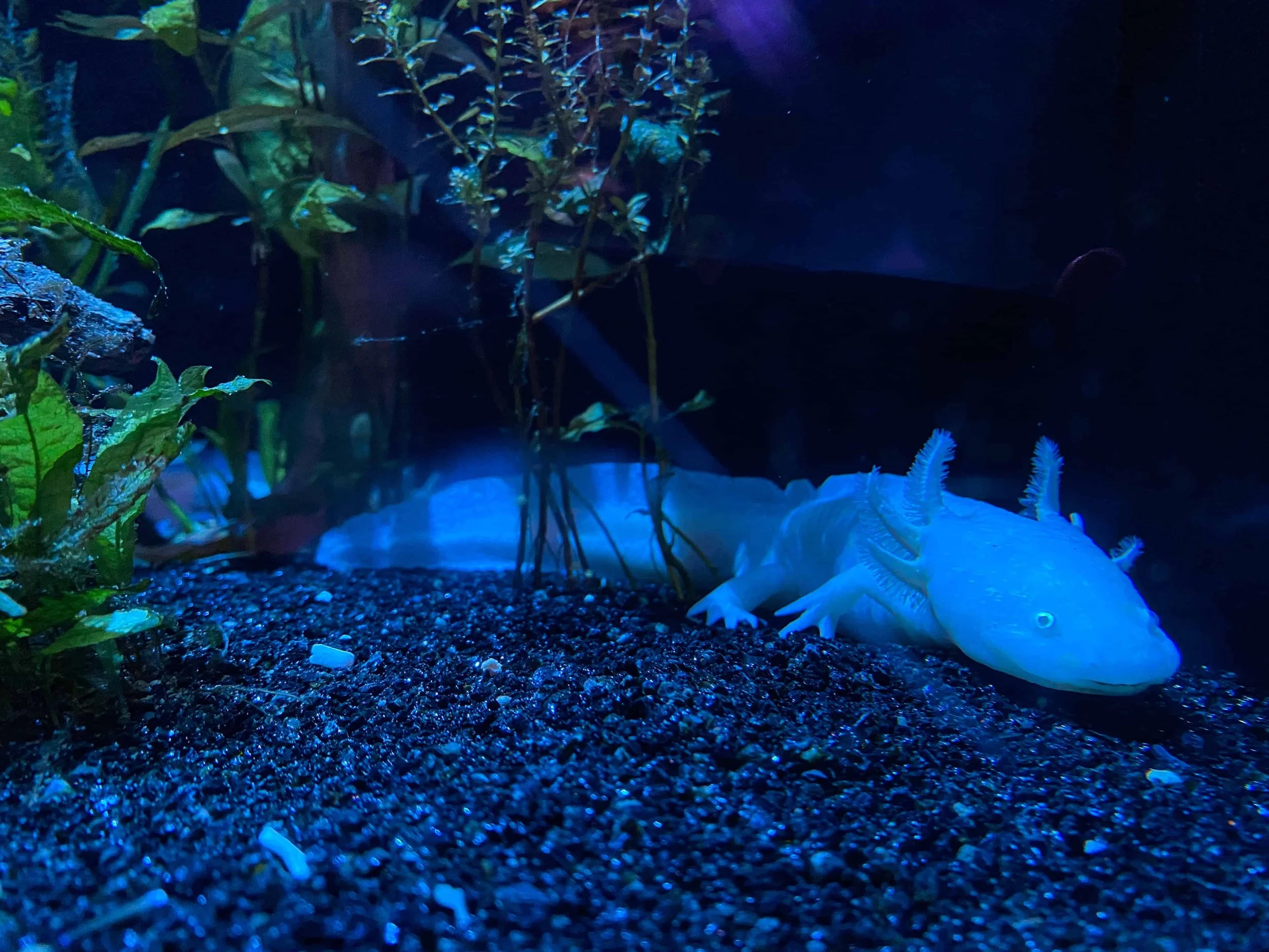 A white axolotl with feathery pink gills resting on dark gravel in a blue-lit tank at the Oceanographic Museum of Monaco — a real creature our kids were convinced only existed in Minecraft