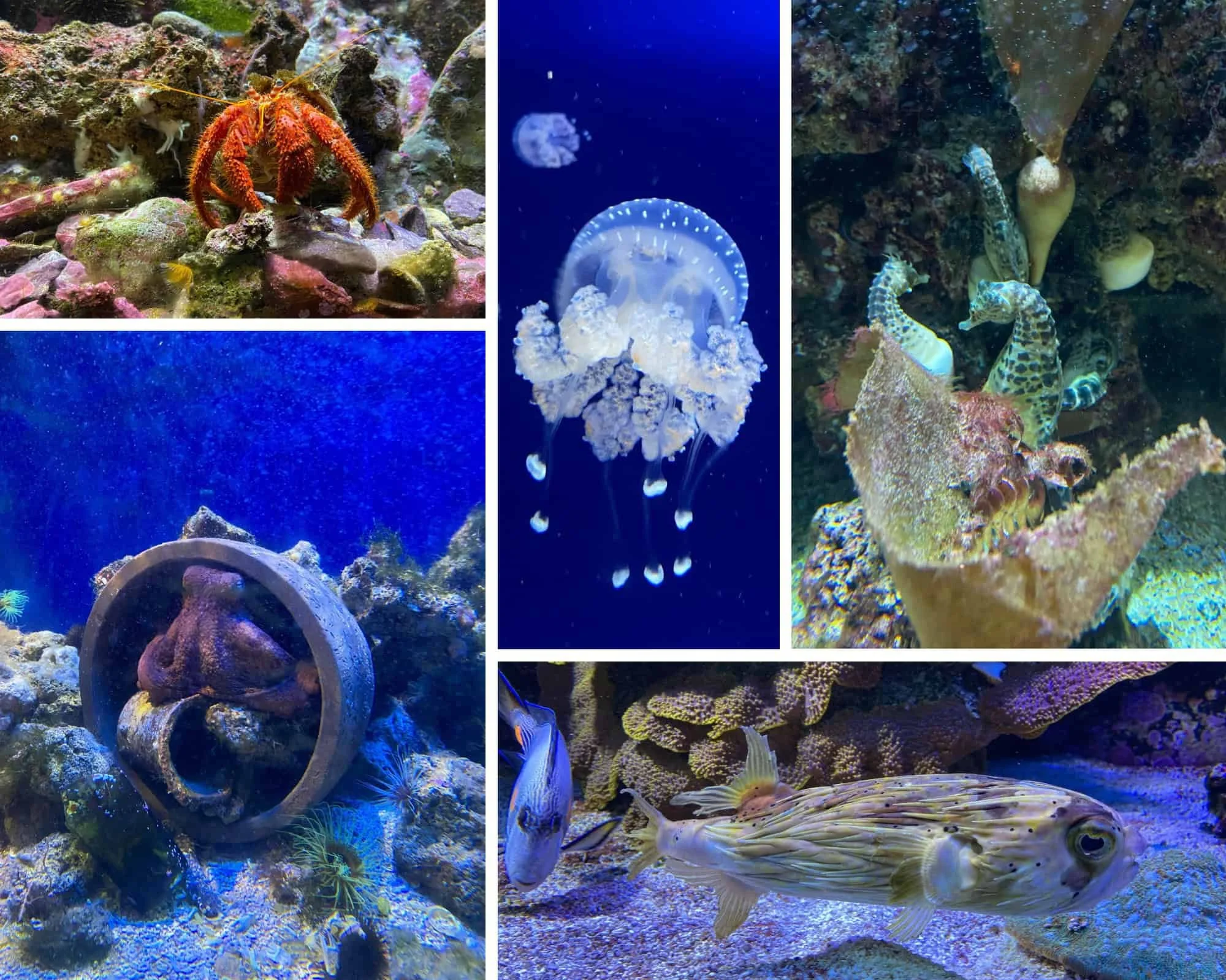 Collage of marine life at the Oceanographic Museum of Monaco — a hermit crab, glowing jellyfish, seahorse, octopus hiding in a wheel, and a porcupinefish swimming through coral reef tanks