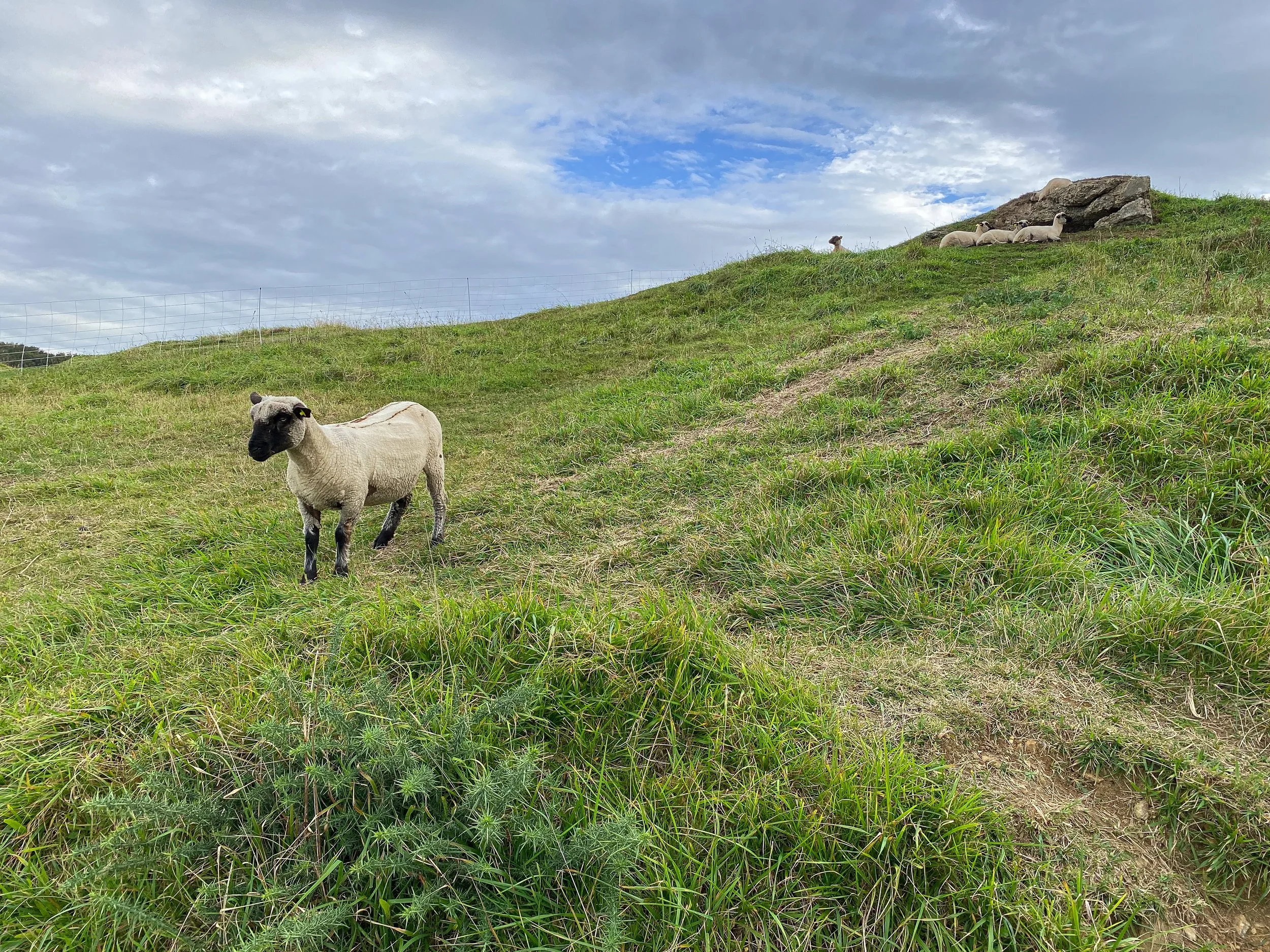 Sheep on the lush rolling hills of Omaha Beach, Normandy France.hrived in the lush rolling hills of Normandy