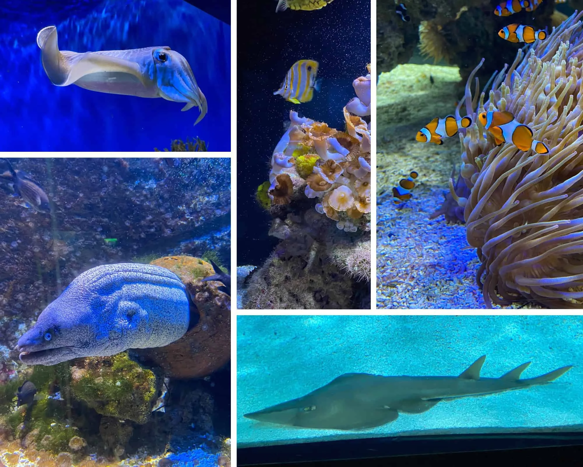 Collage of marine life at the Oceanographic Museum of Monaco — cuttlefish, moray eel, clownfish in anemone, tropical reef fish, and a shark in the aquarium tanks. Children under 18 enter free.