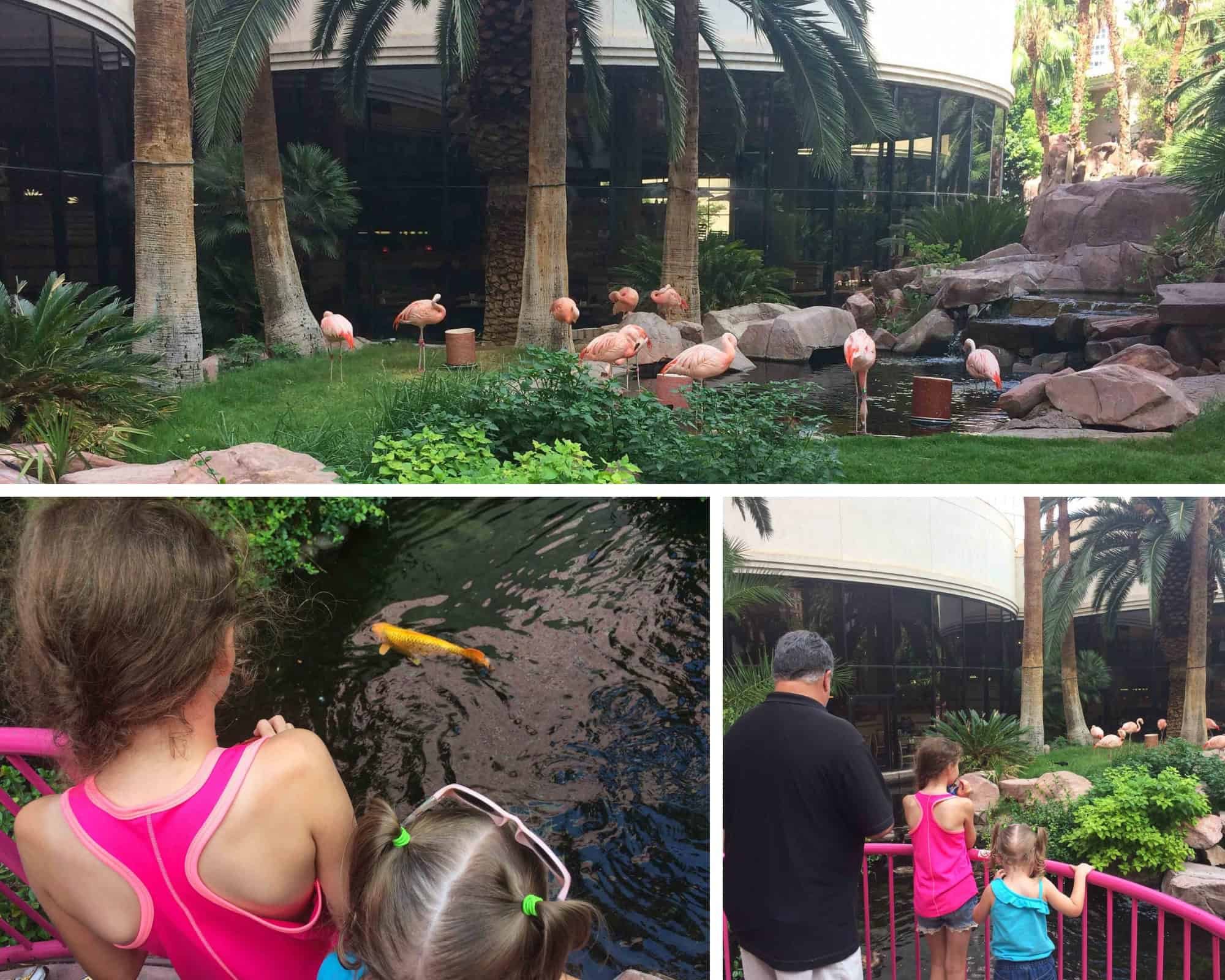 Family-friendly and free visit to the Flamingo Wildlife Habitat in Las Vegas.