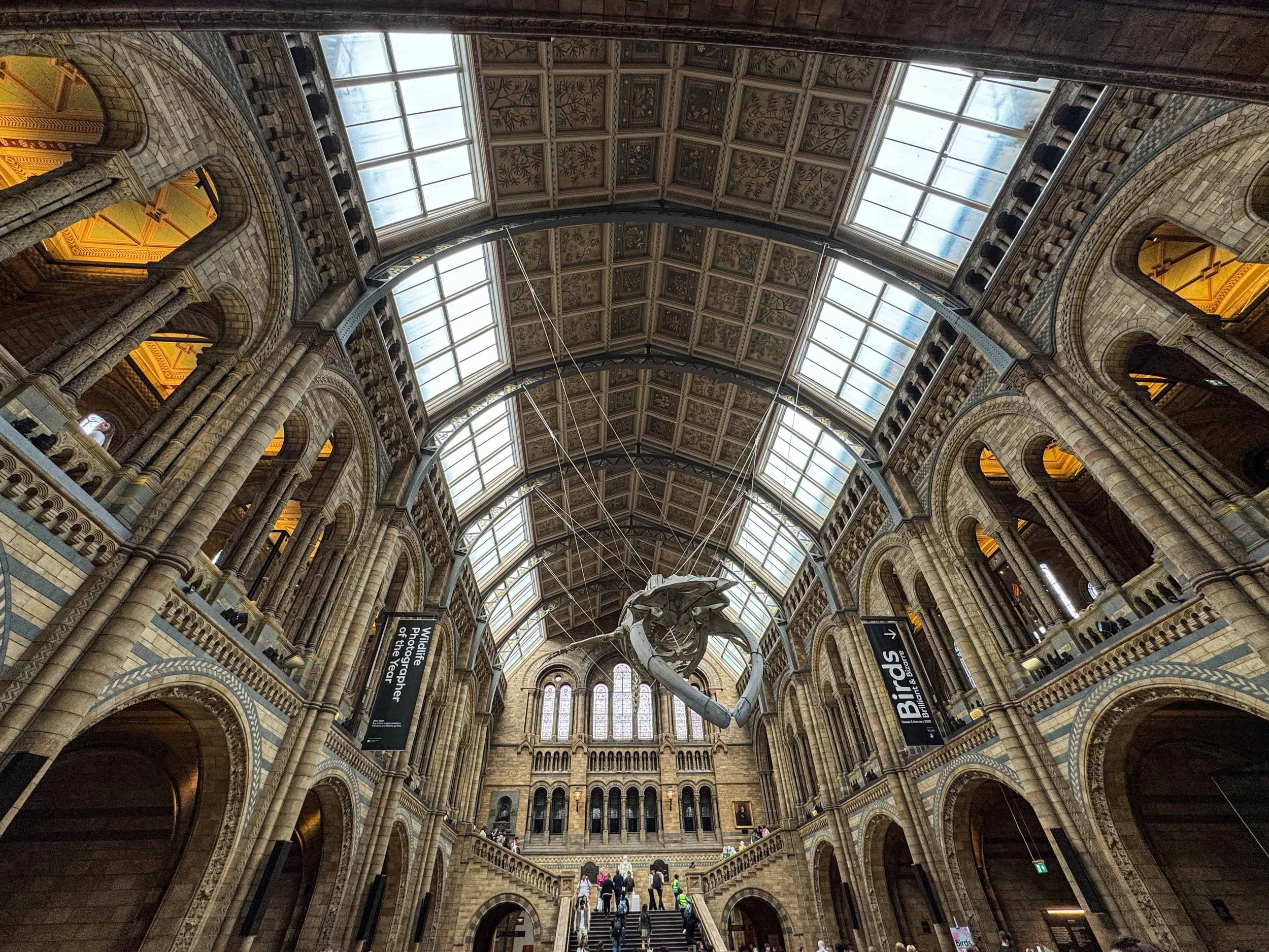 Massive blue whale skeleton hanging in the Hintze Hall of London's Natural History Museum – highlight of this free museum for kids