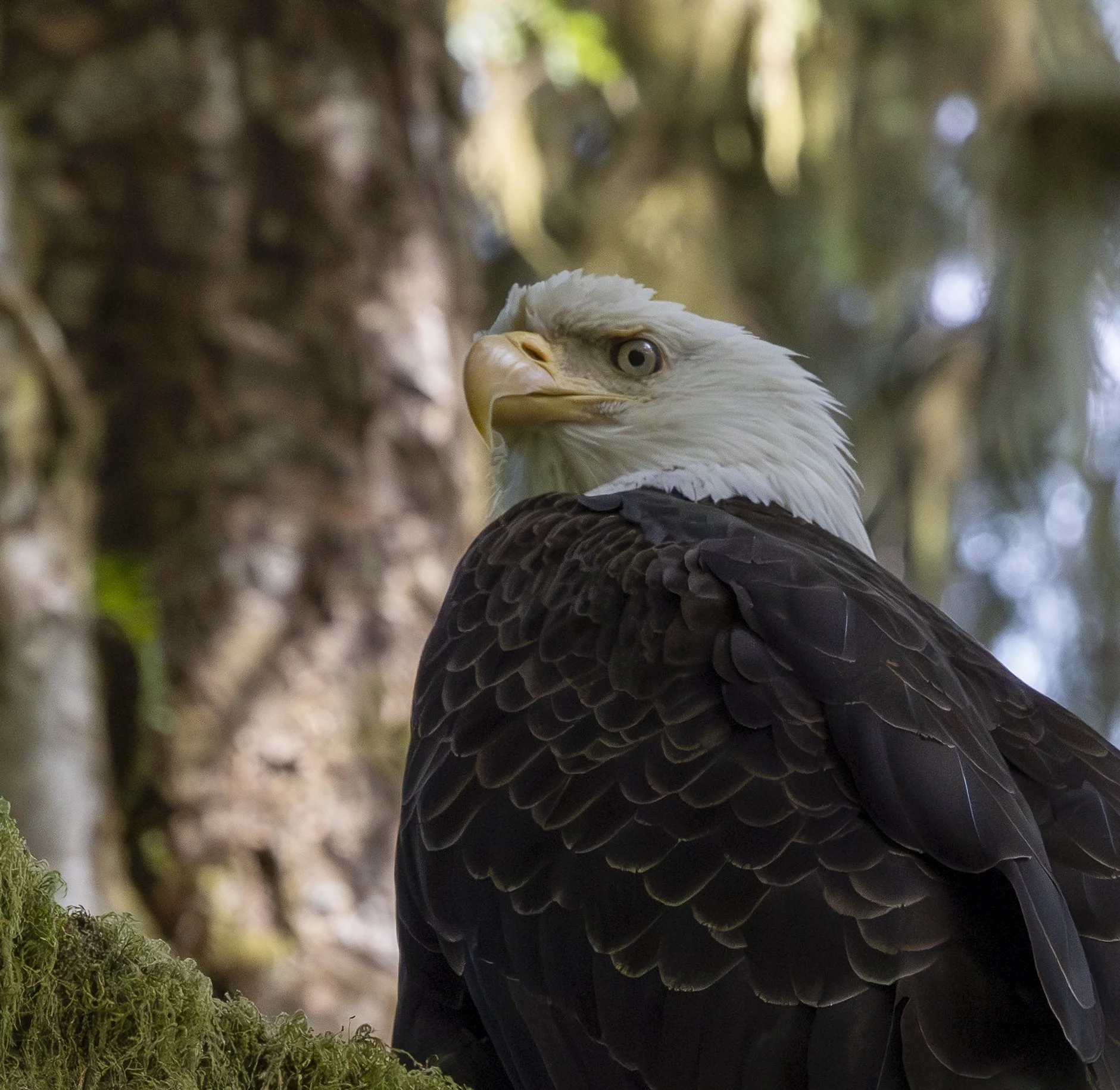 Eagle - 4.jpg
