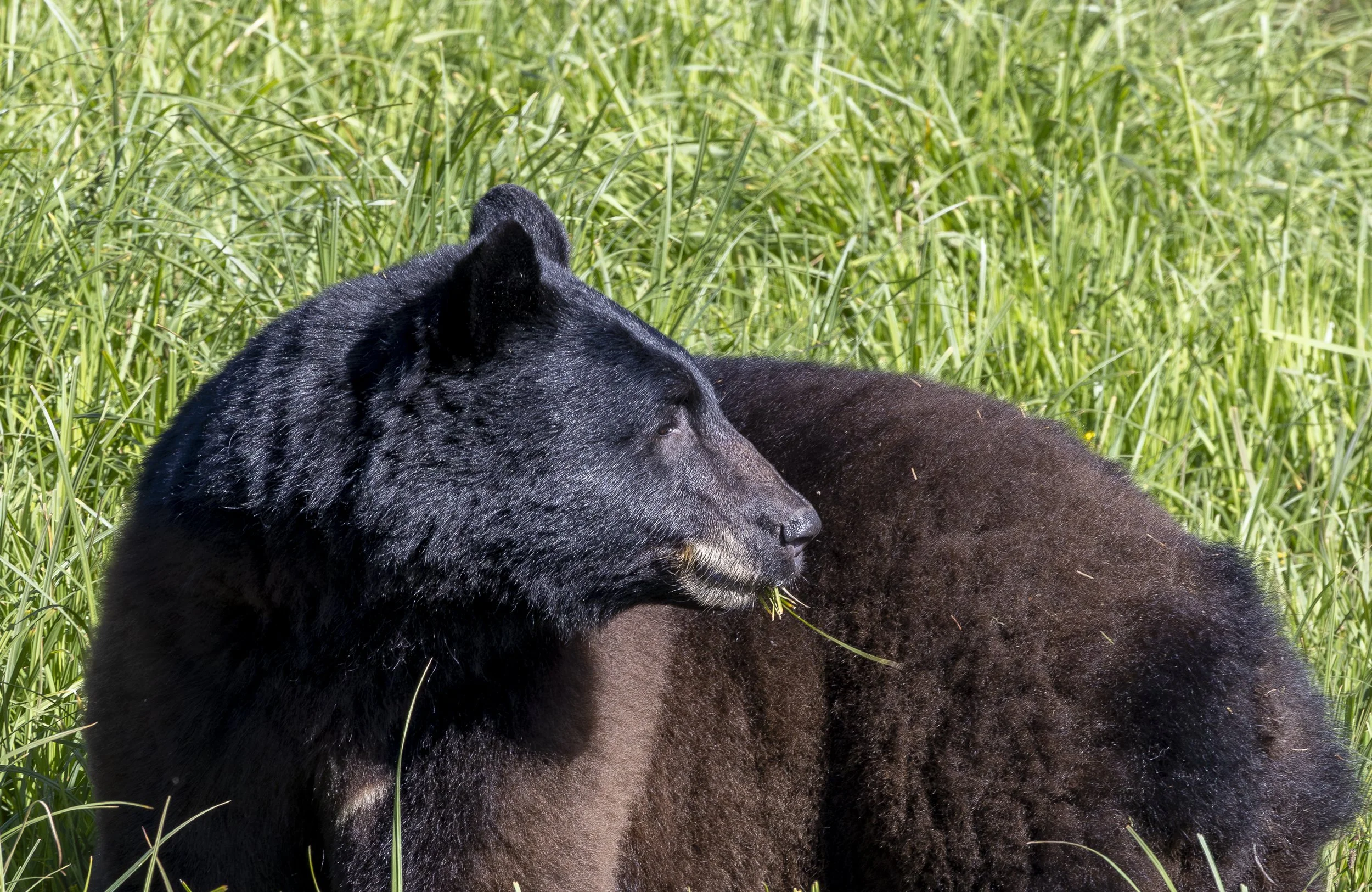 Bear - 1.jpg