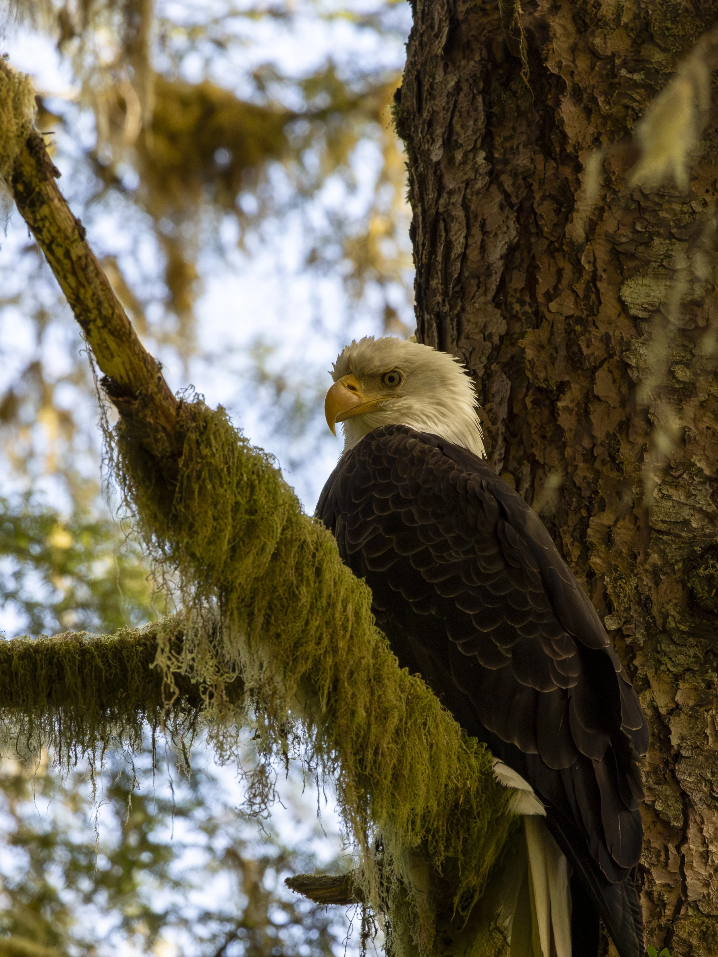 Eagle - 3.jpg