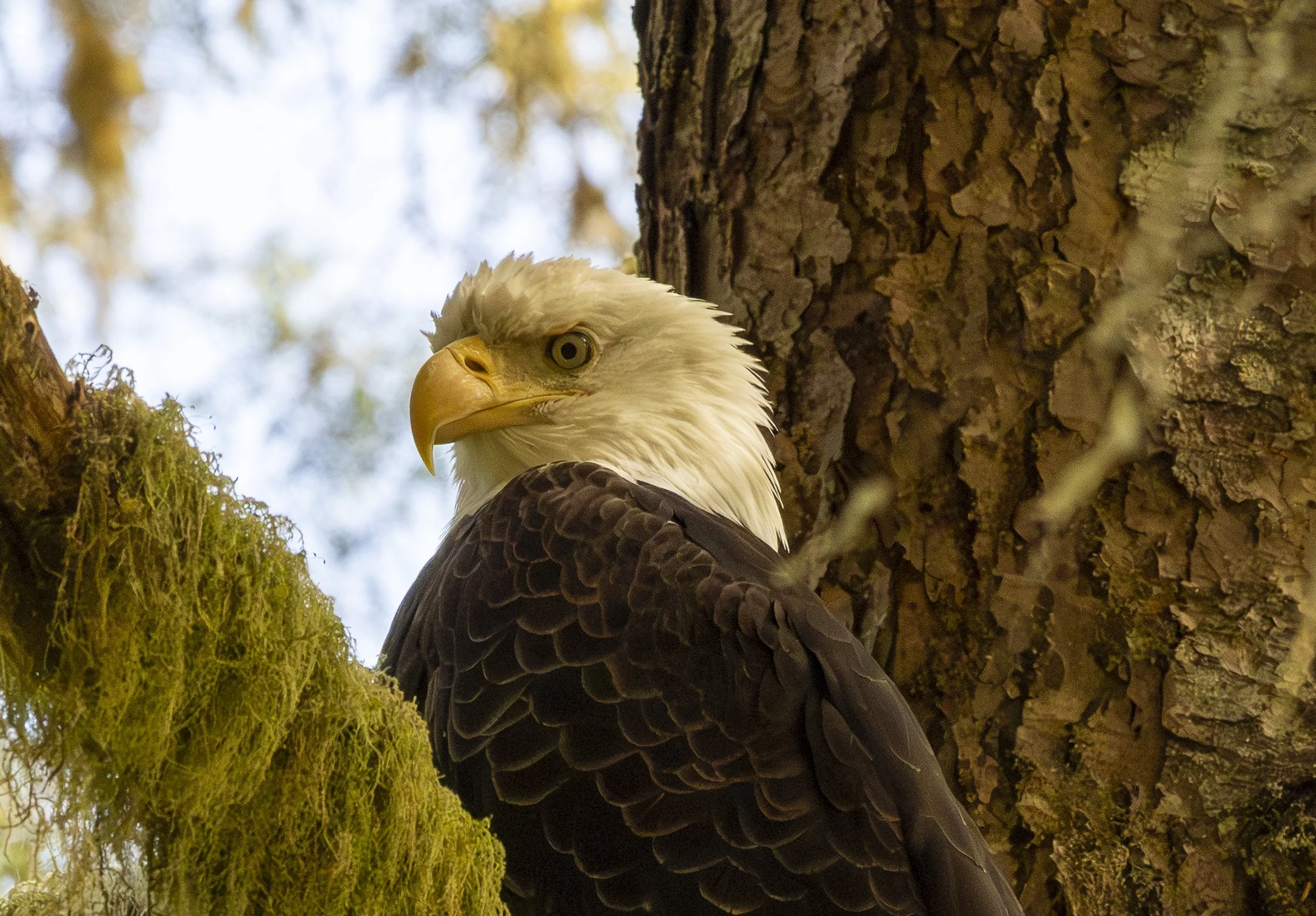 Eagle - 2.jpg