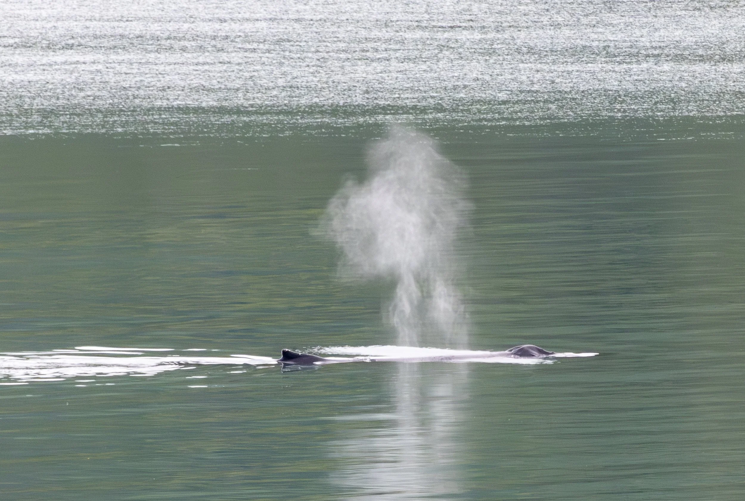 Whale -1 .jpg