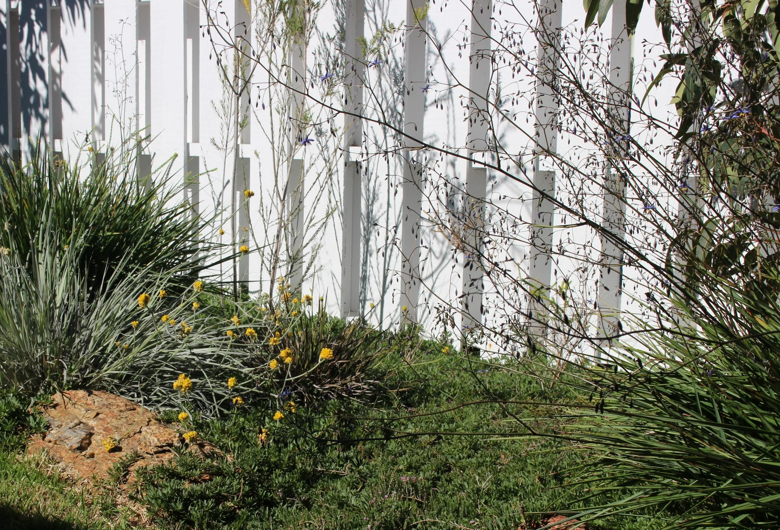 Bulwer 5b - Marano.JPG