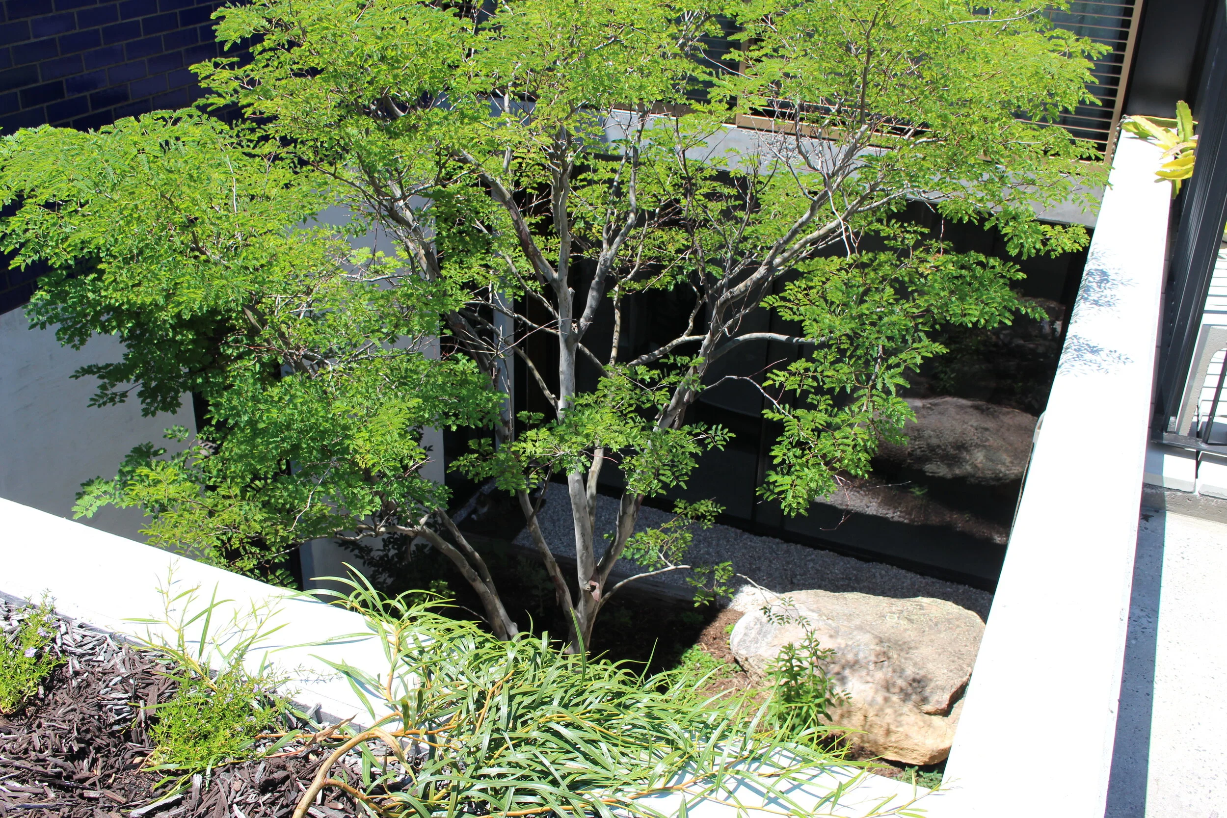 Raglan Garden Daniel Marano (6).JPG