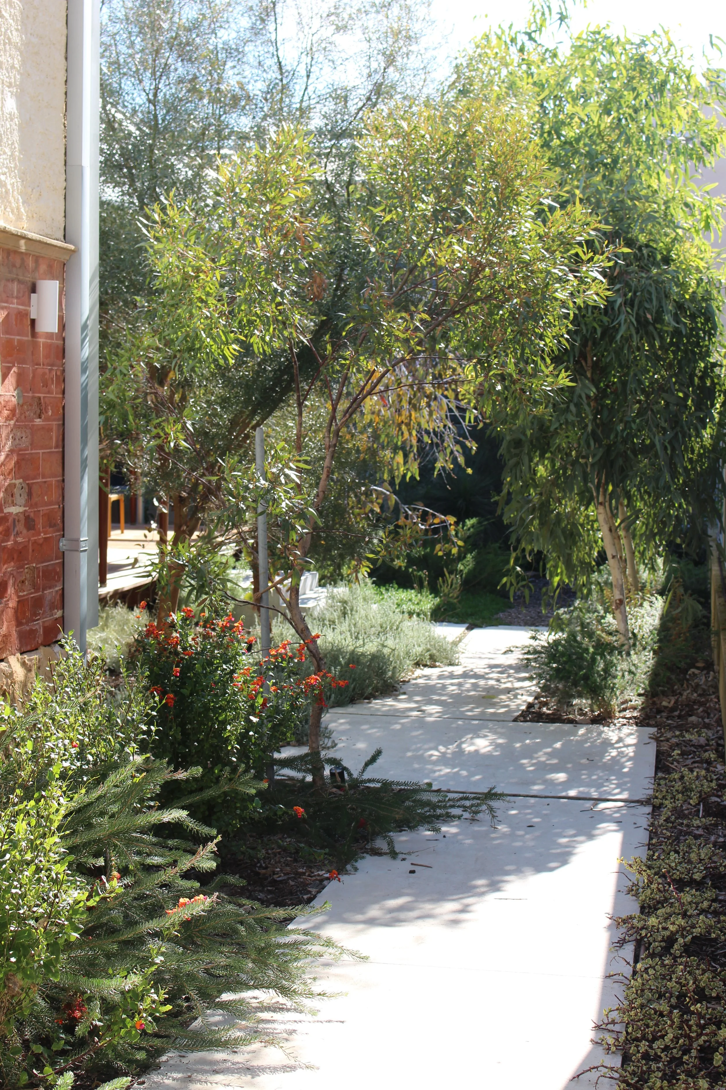 Bulwer 2b - Marano.JPG