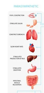 block therapy- Vagus reset