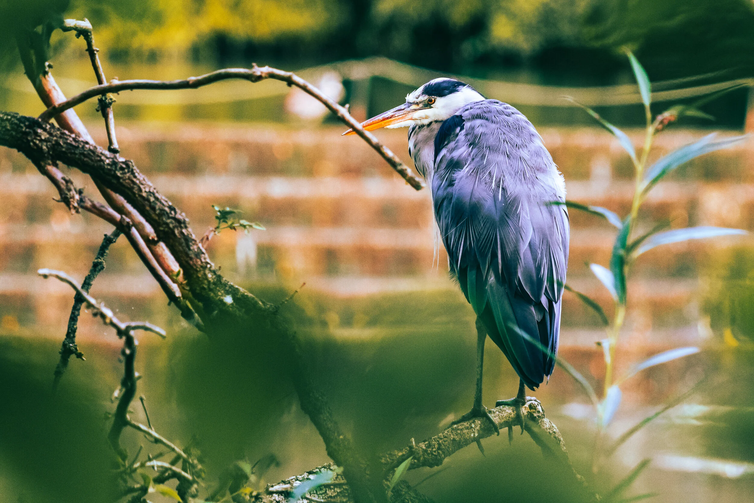 Jephson Gardens-18.jpg