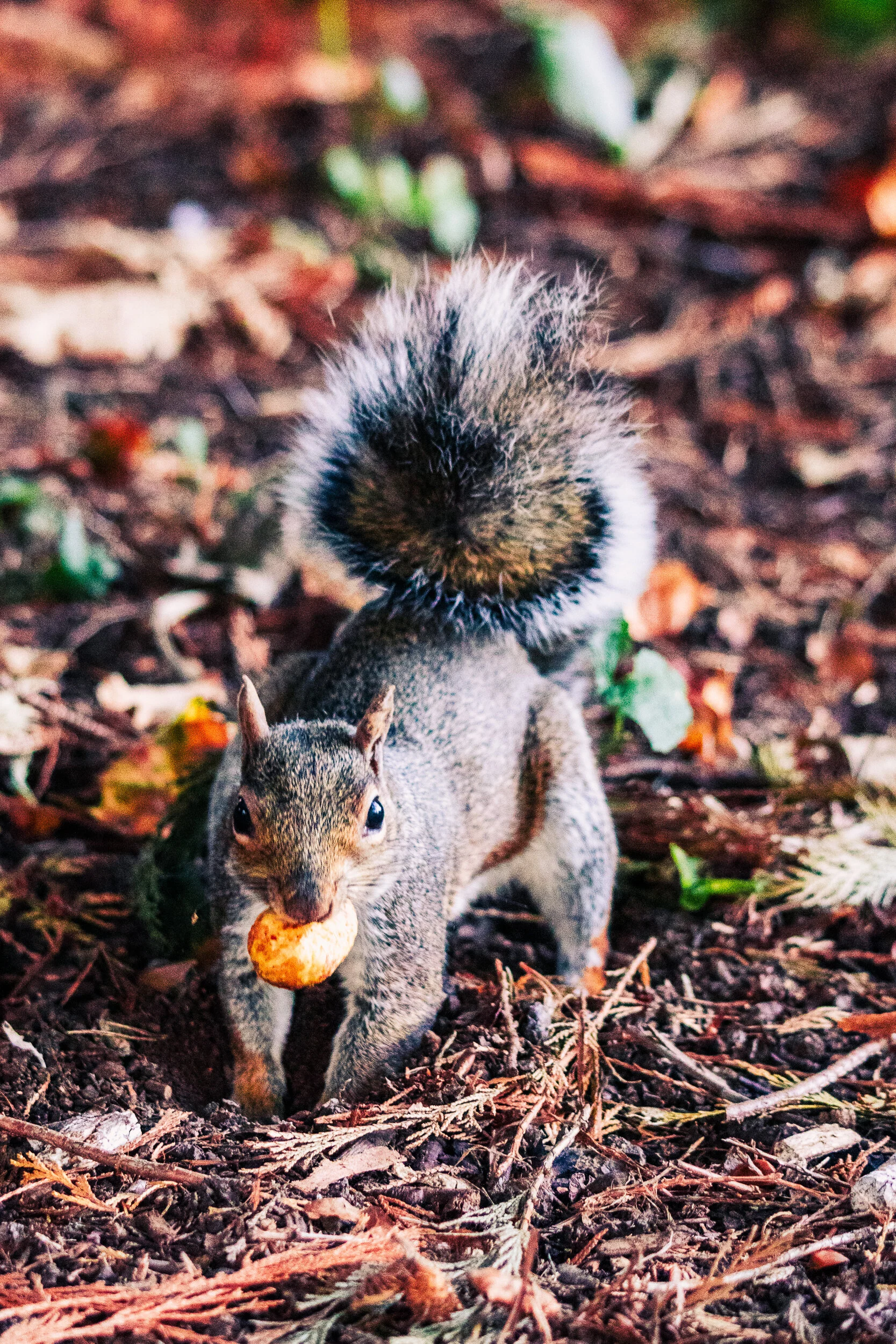 Jephson Gardens-9.jpg