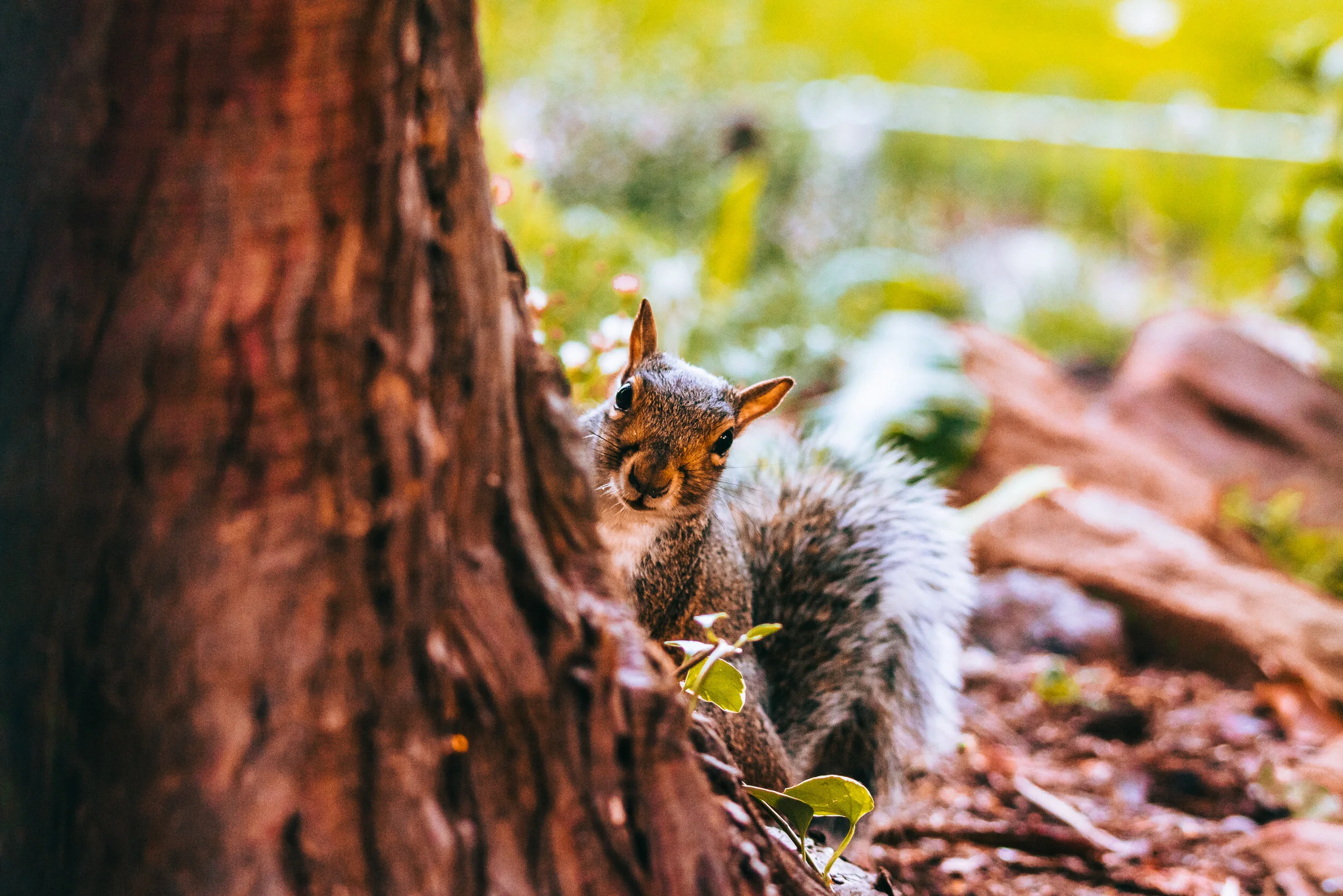 Jephson Gardens-12.jpg