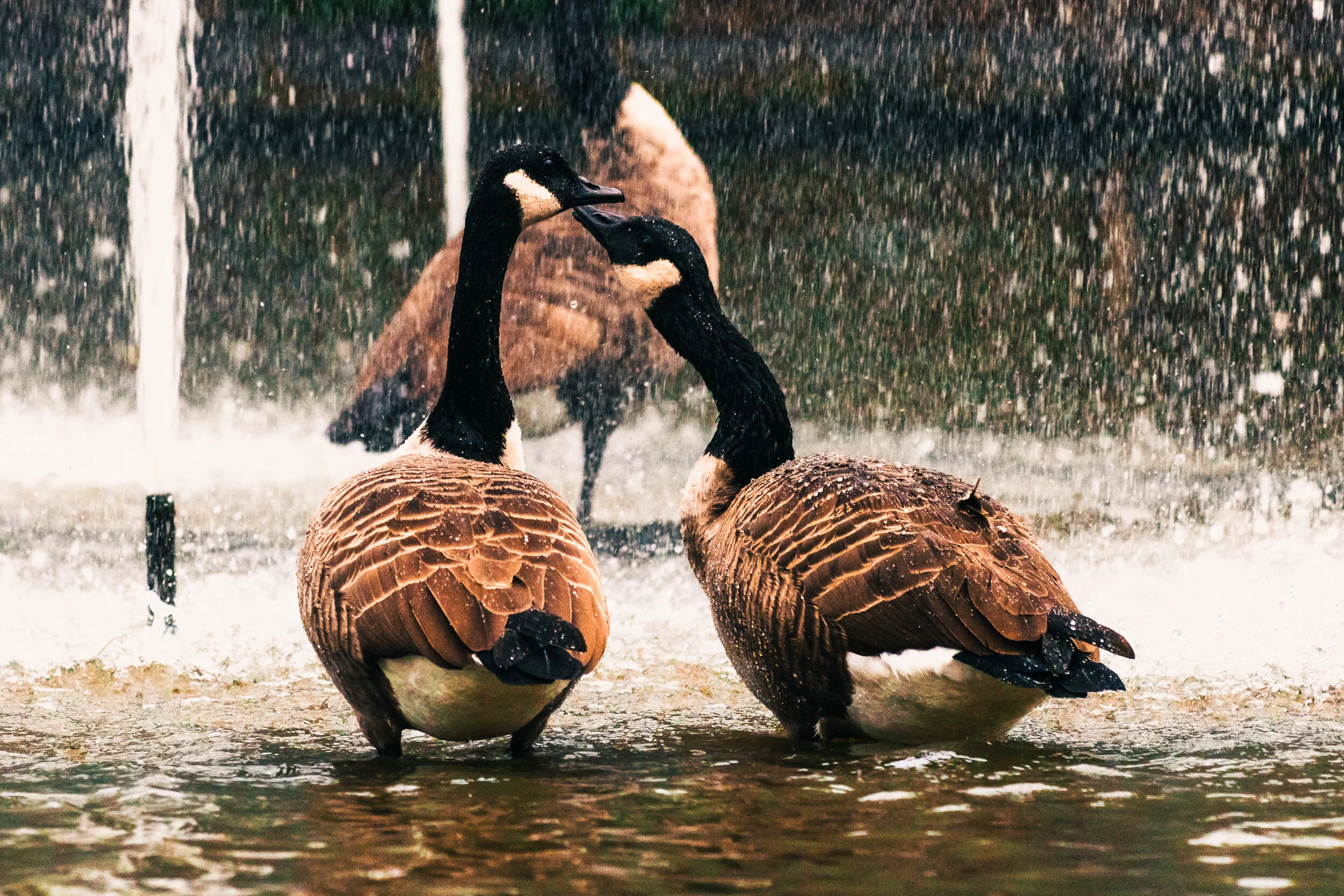 Jephson Gardens-17.jpg