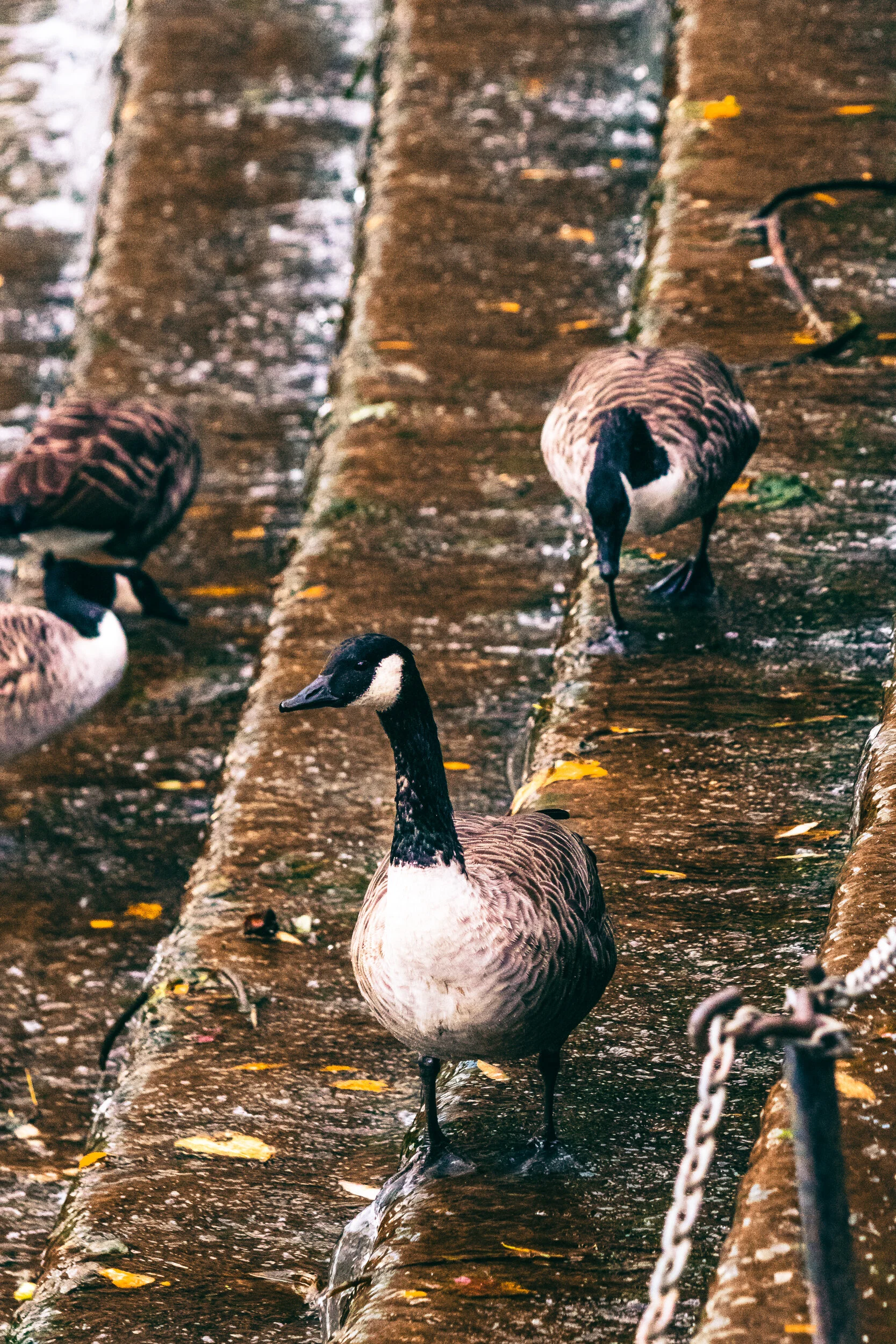 Jephson Gardens-19.jpg