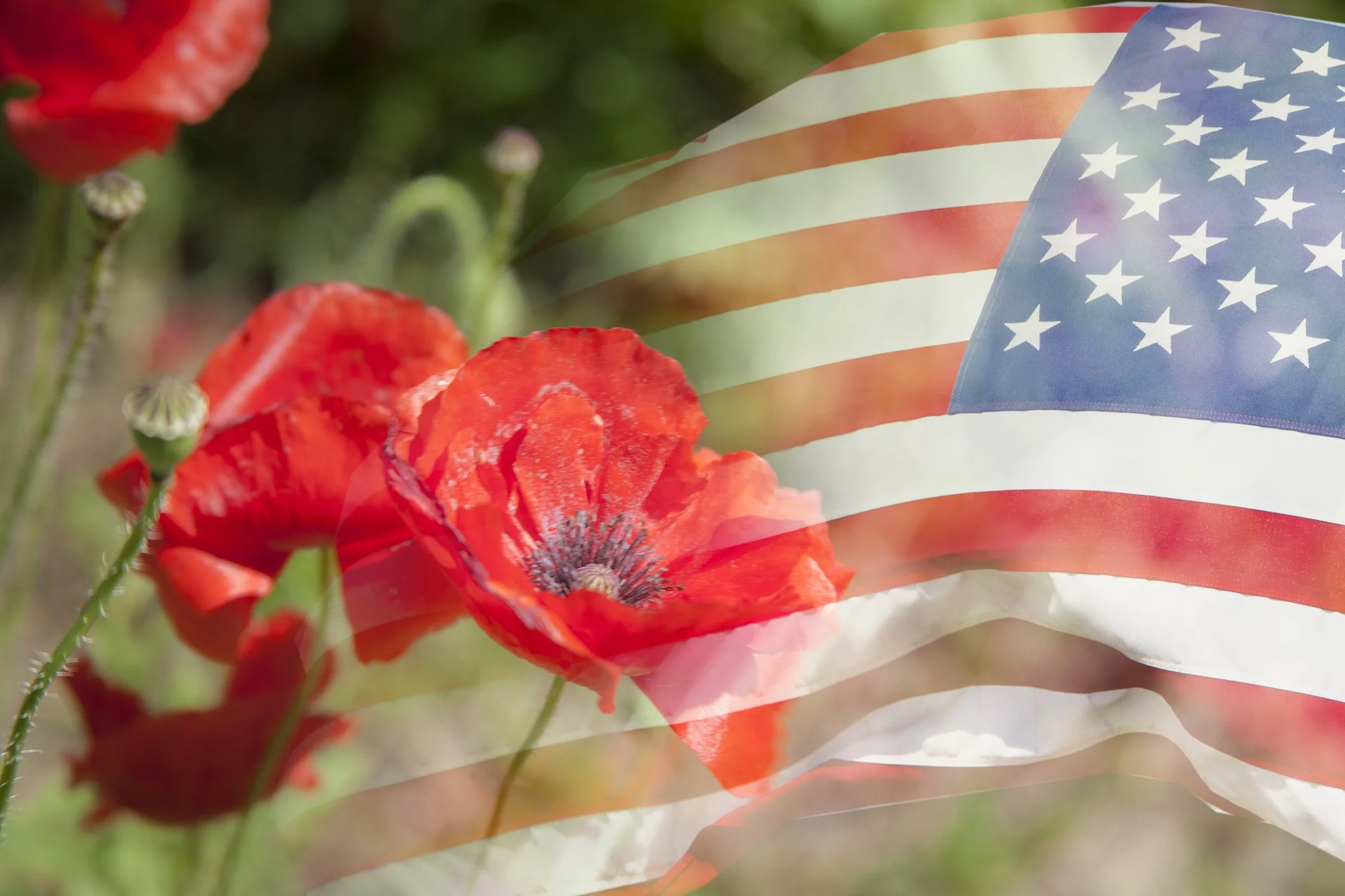 Veterans Day