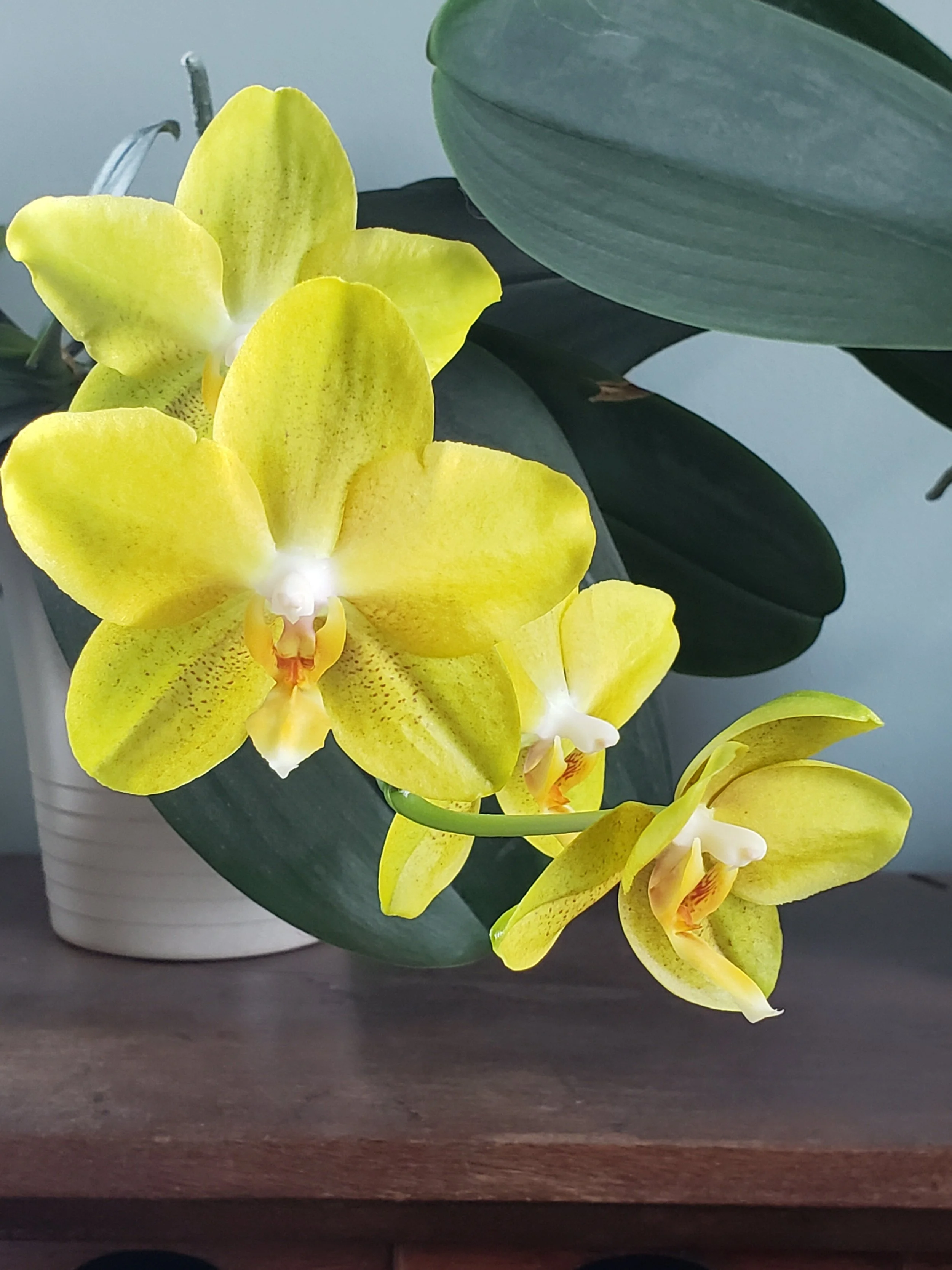 Yellow String of Orchids (2022).jpg