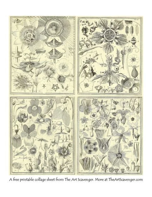Vintage scientific plant chart printable