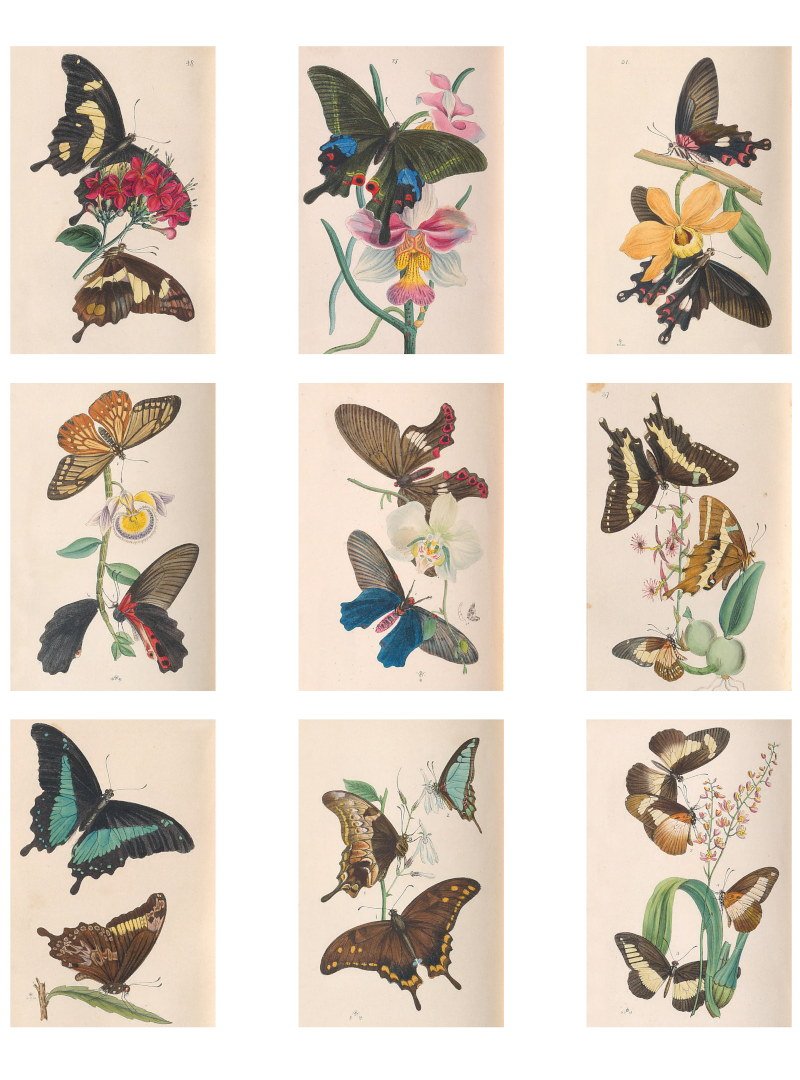Free Vintage Butterfly Printables for Junk Journals, Art Journals &amp; Scrapbooks