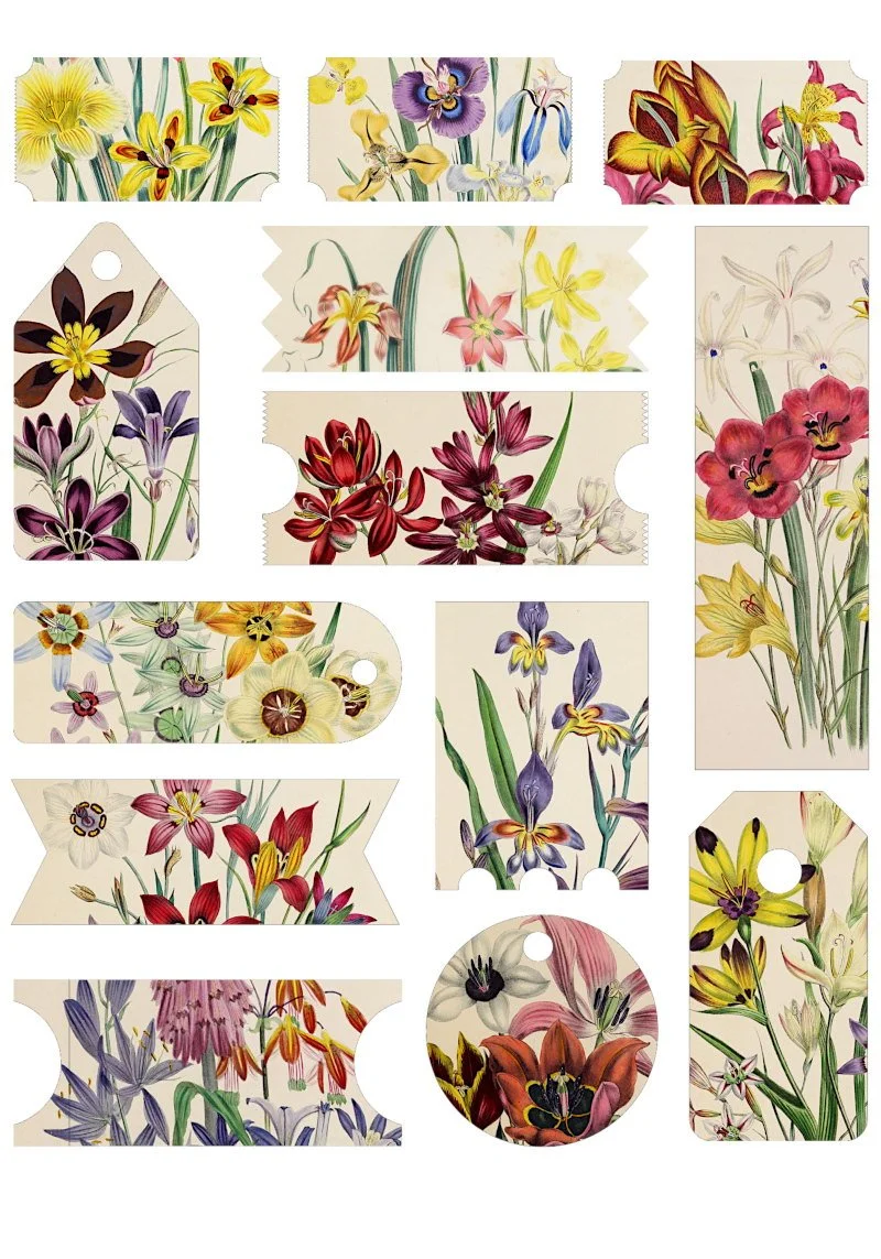 free-vintage-flower-illustration-collage-sheet-printables-the-art-scavenger