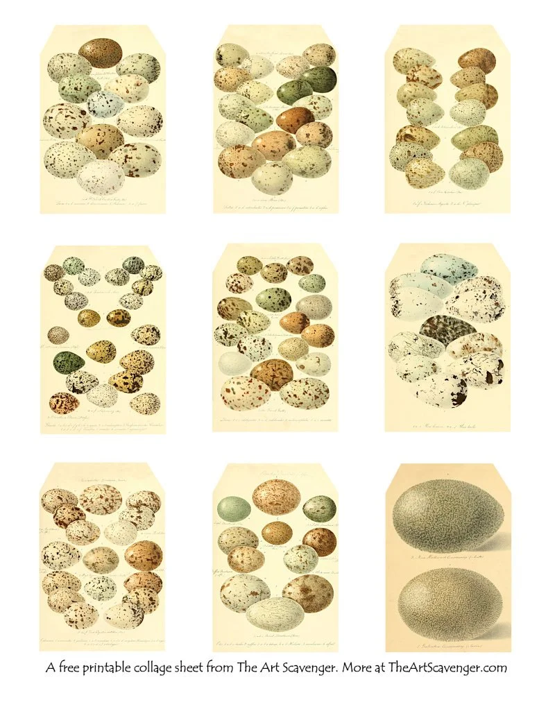 Bird Eggs Collage Sheets